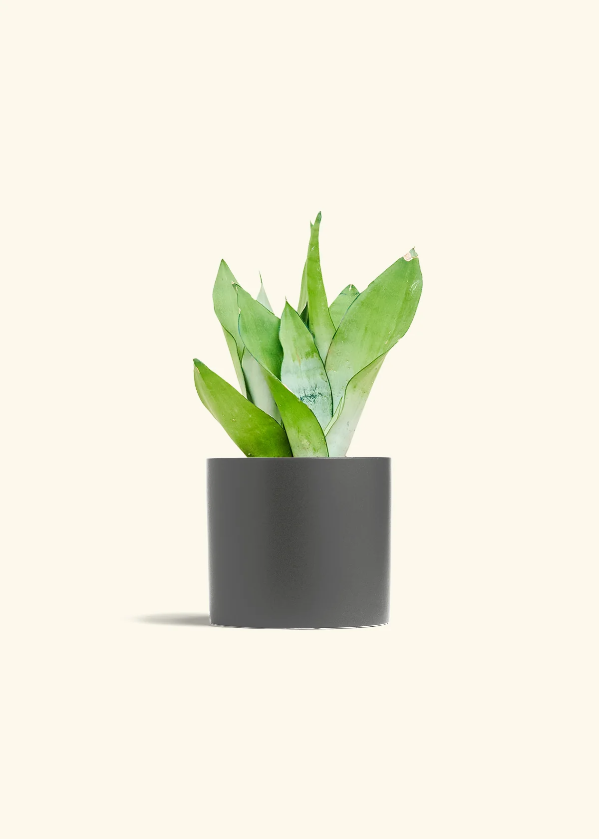 Moonshine Snake Plant, Medium - Image 6