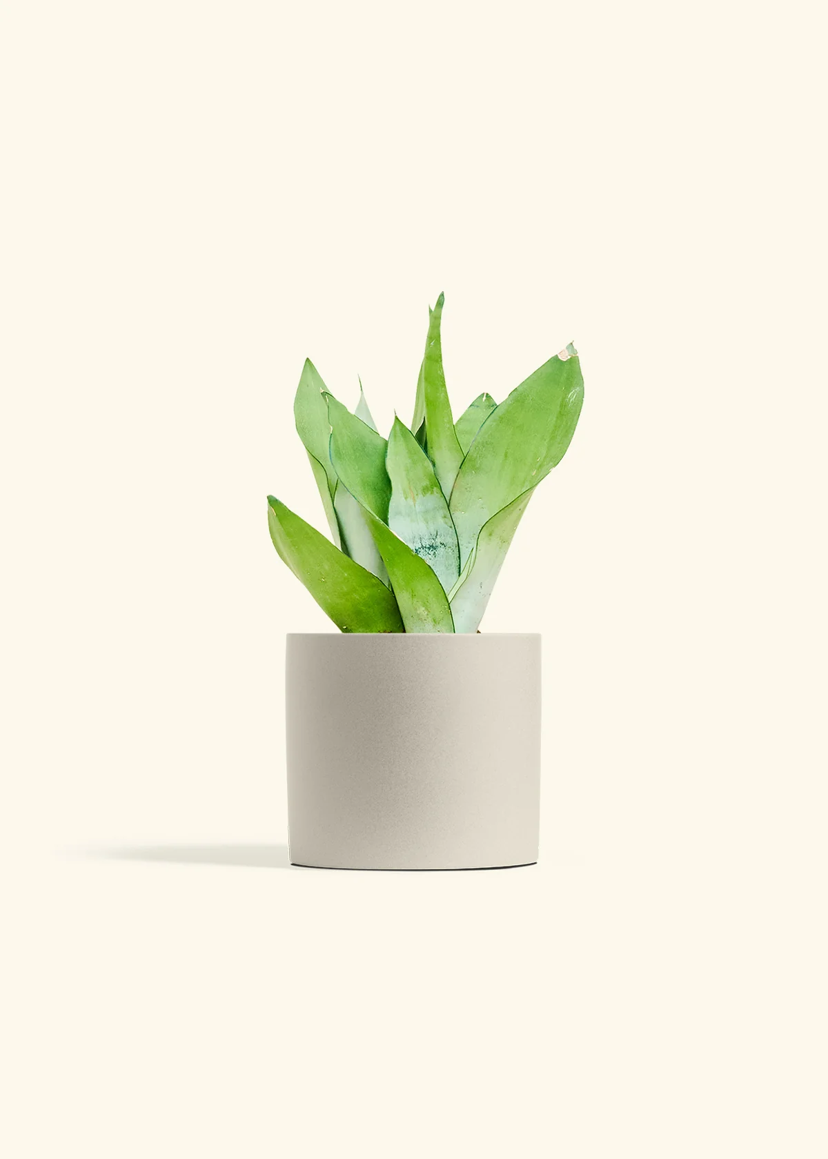 Moonshine Snake Plant, Medium - Image 7