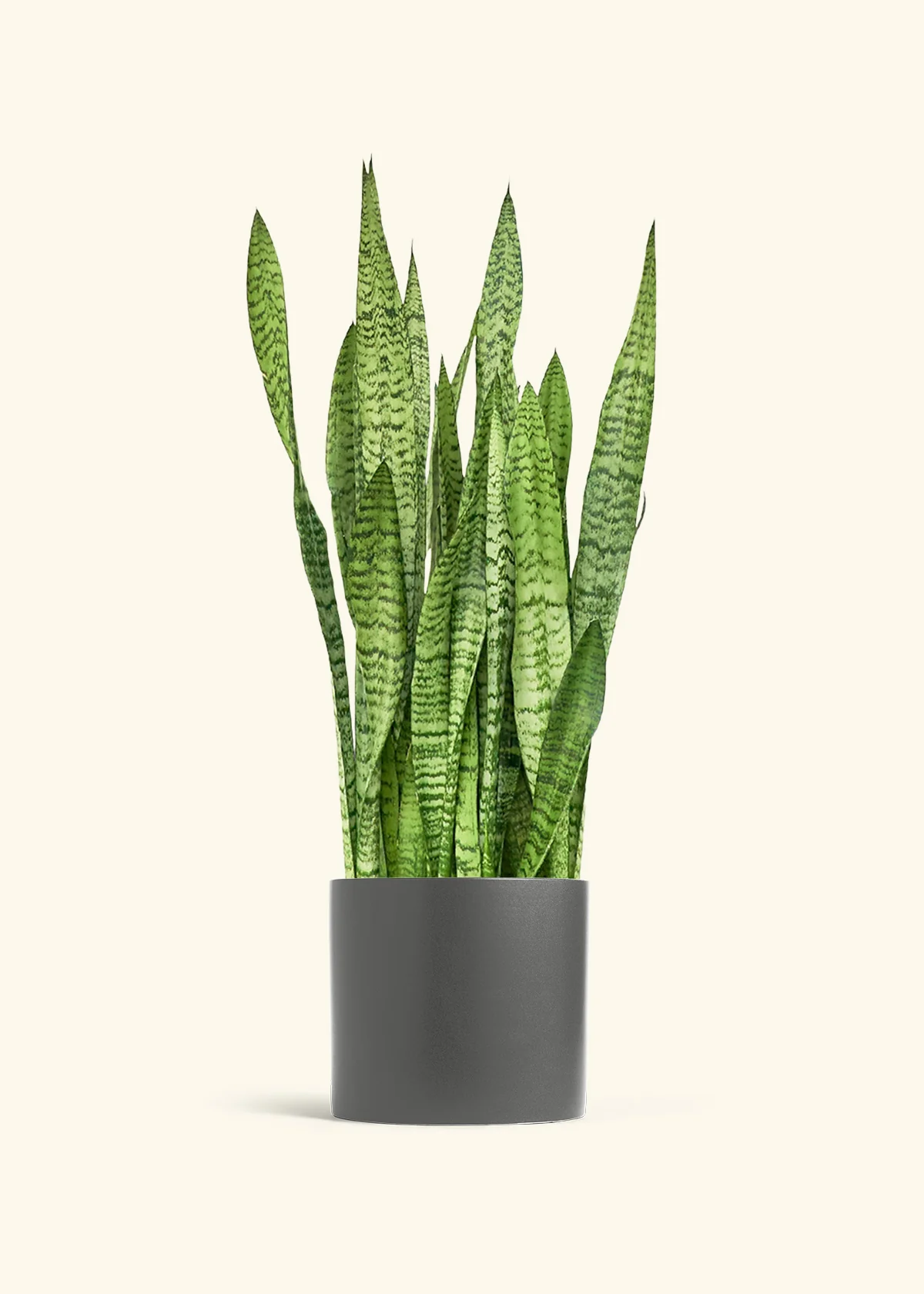Snake Plant 'Zeylanica', XL - Image 3