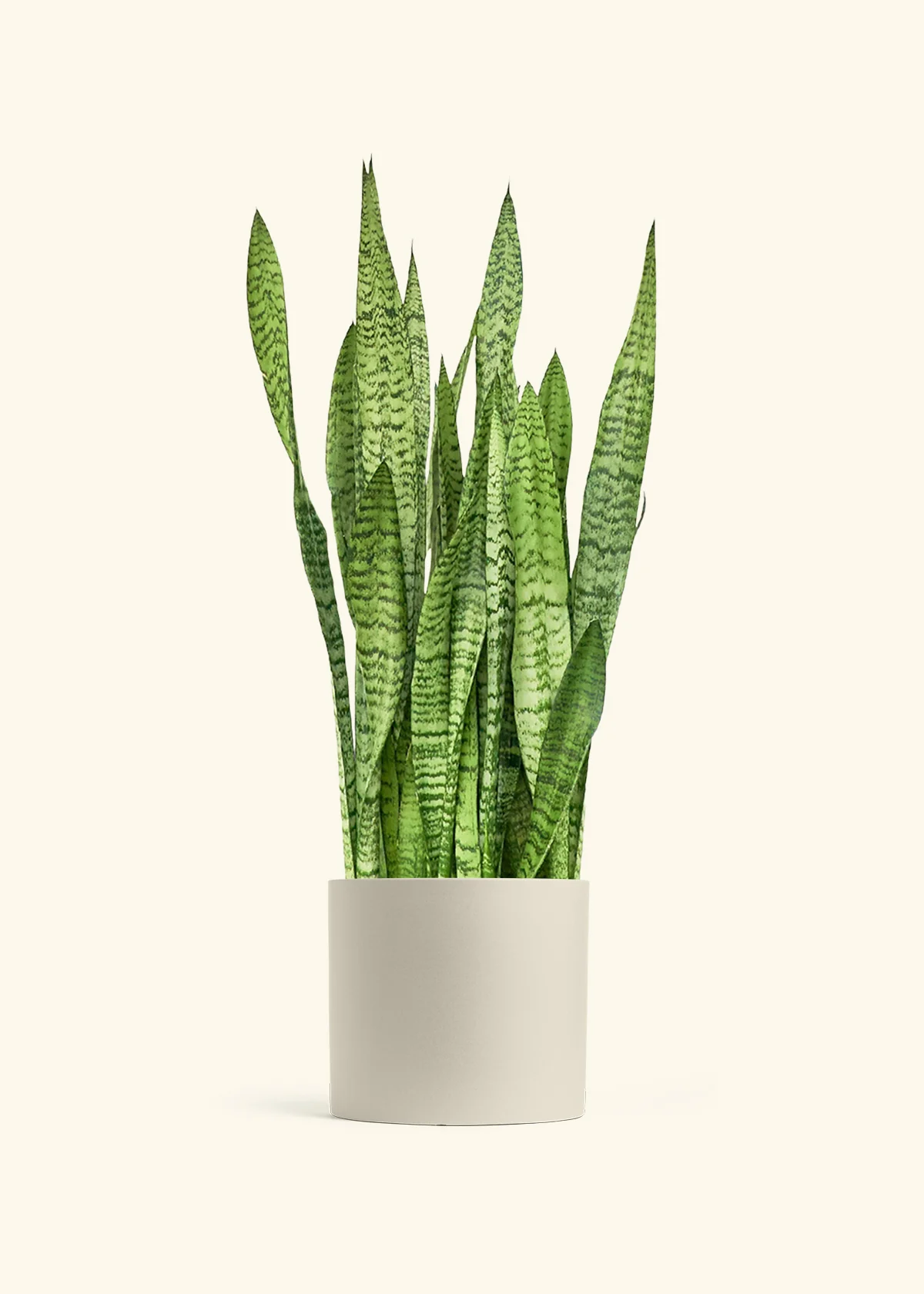 Snake Plant 'Zeylanica', XL - Image 4