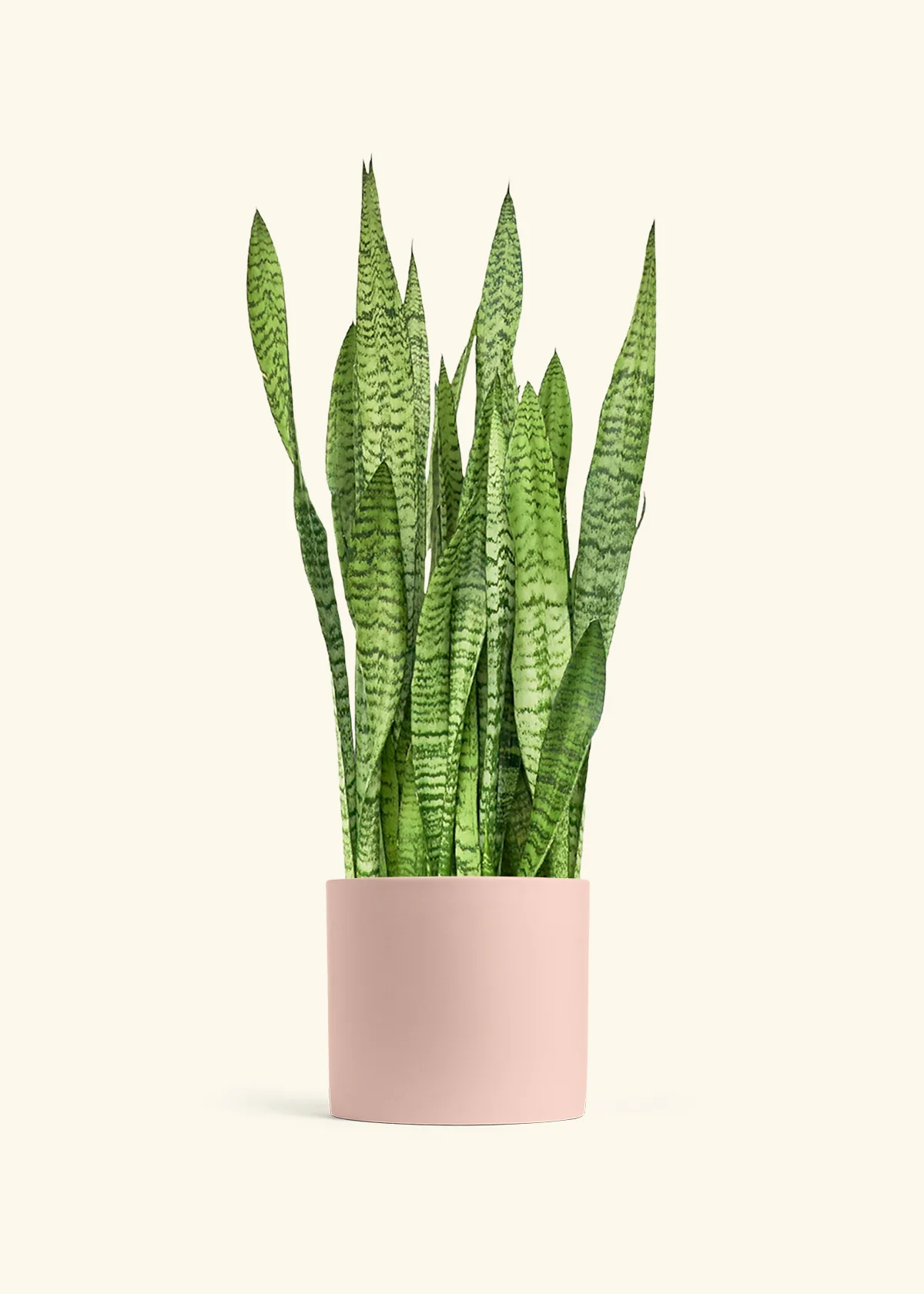 Snake Plant 'Zeylanica', XL - Image 5