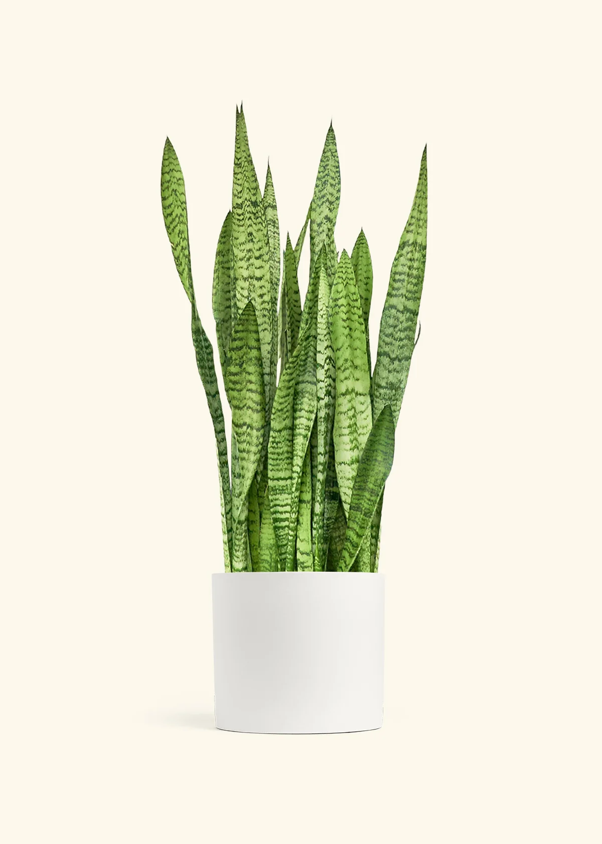 Snake Plant 'Zeylanica', XL - Image 6