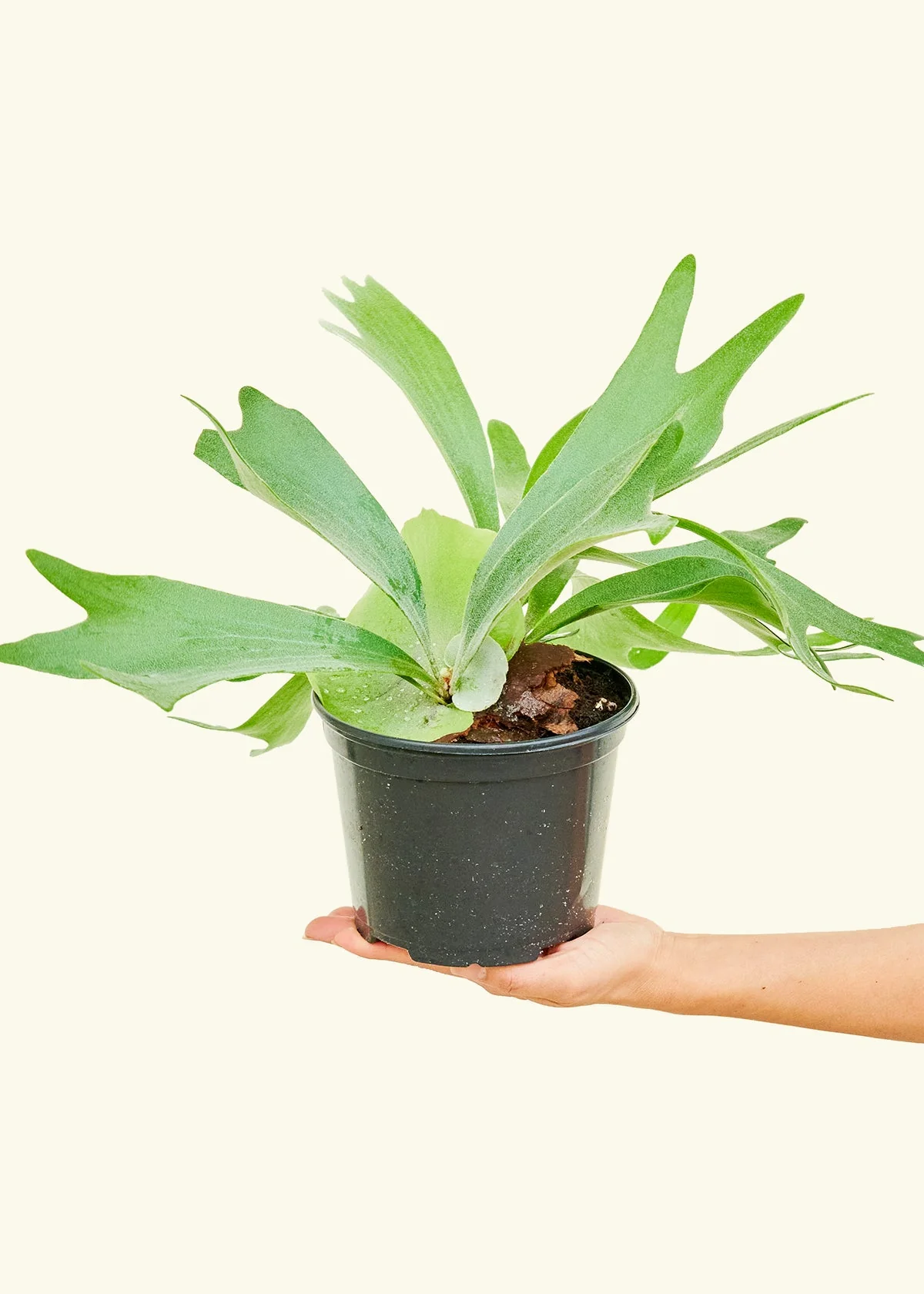 Staghorn Fern, Medium - Image 3