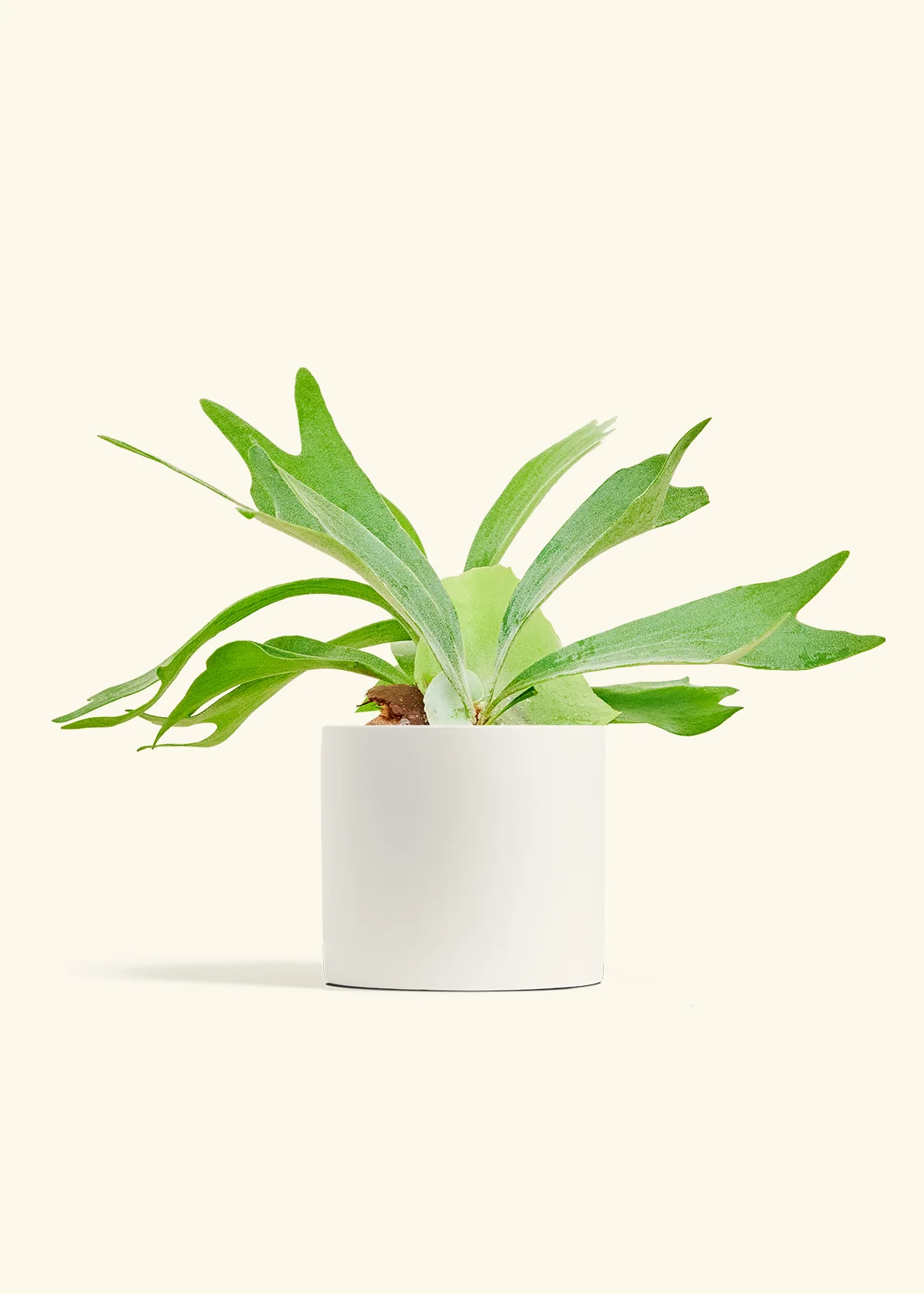 Staghorn Fern, Medium - Image 4