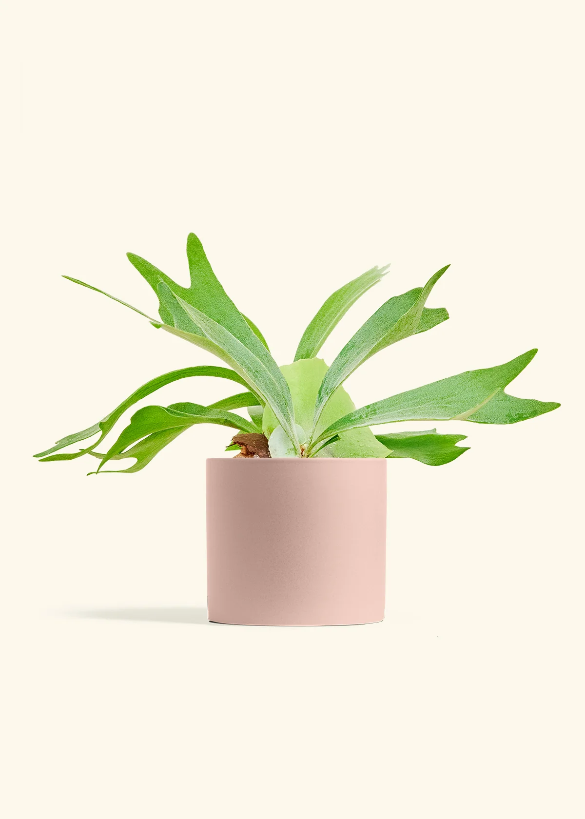 Staghorn Fern, Medium - Image 5