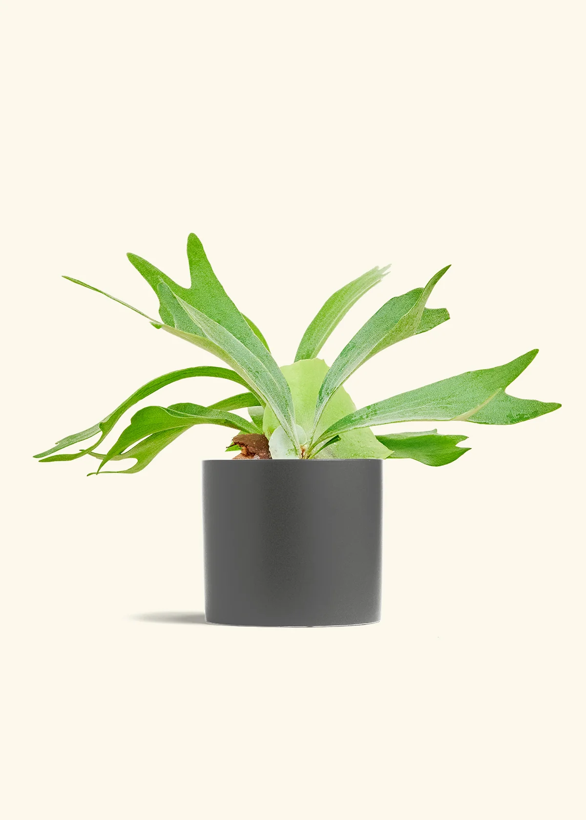 Staghorn Fern, Medium - Image 6
