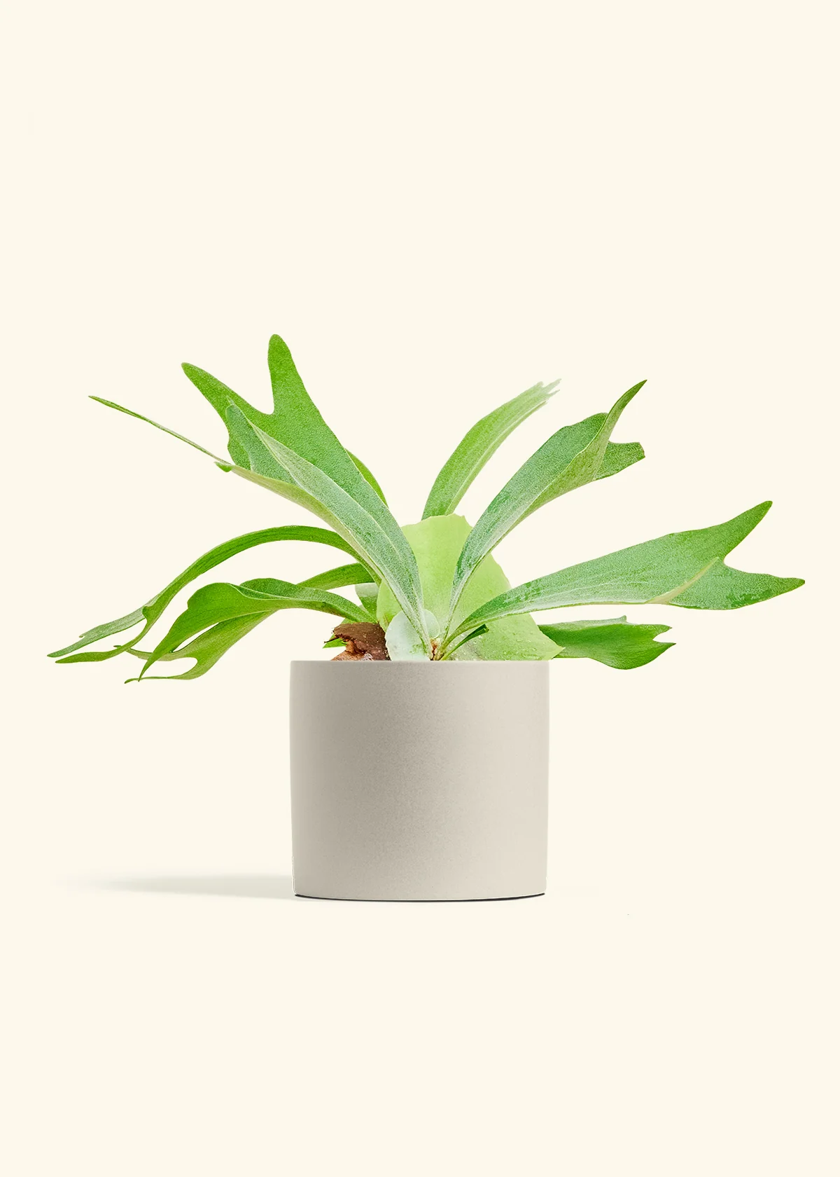 Staghorn Fern, Medium - Image 7