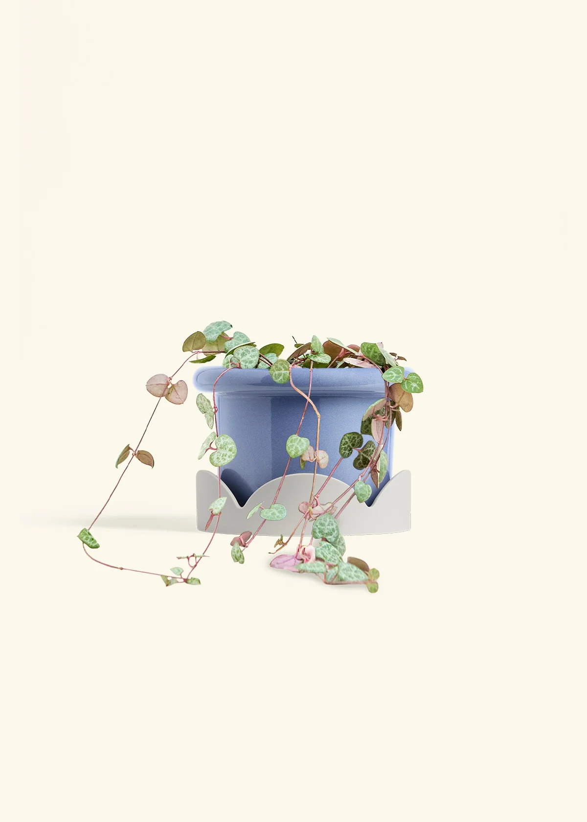 String of Hearts, Medium - Image 10