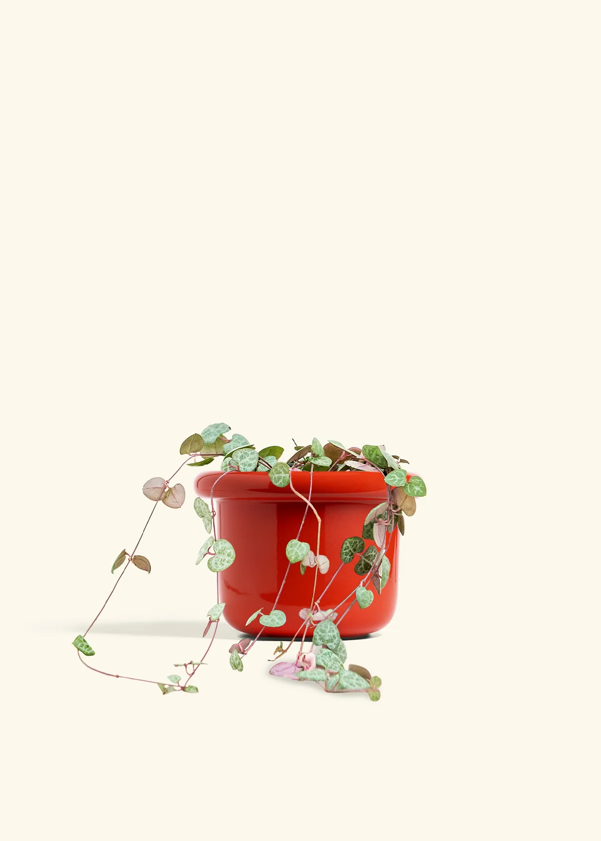 String of Hearts, Medium - Image 12
