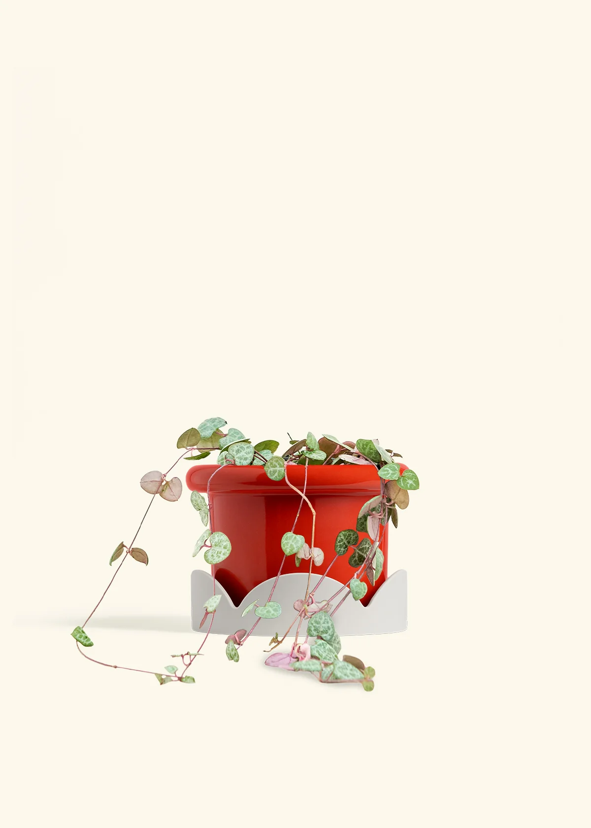 String of Hearts, Medium - Image 14