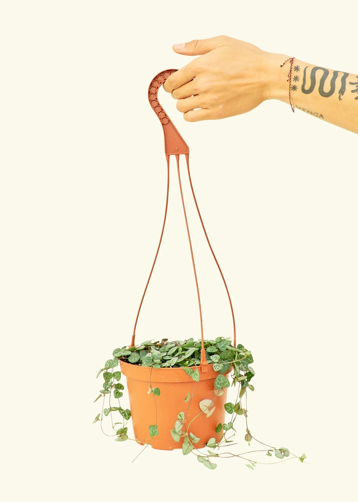 String of Hearts, Medium - Image 2