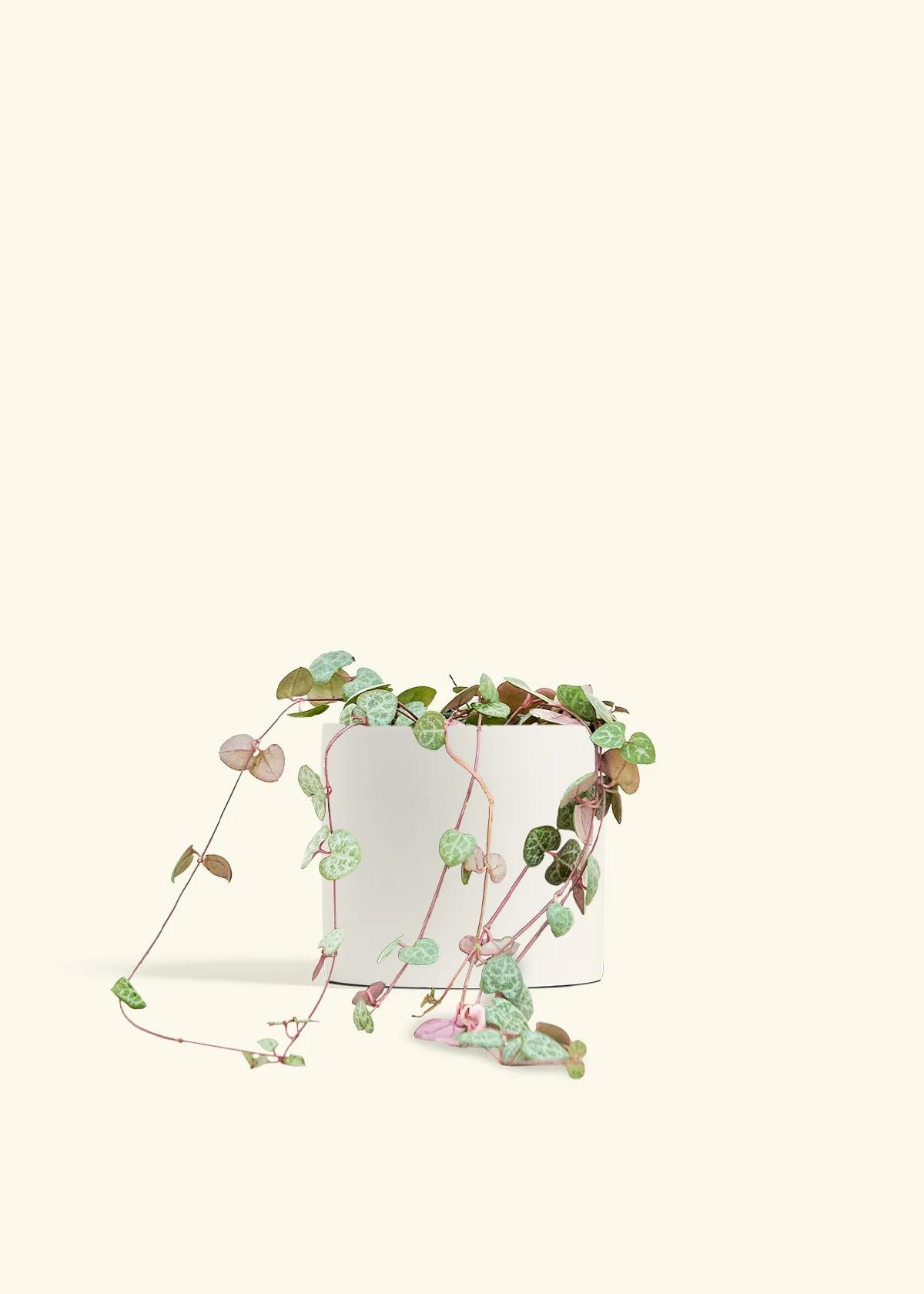 String of Hearts, Medium - Image 20