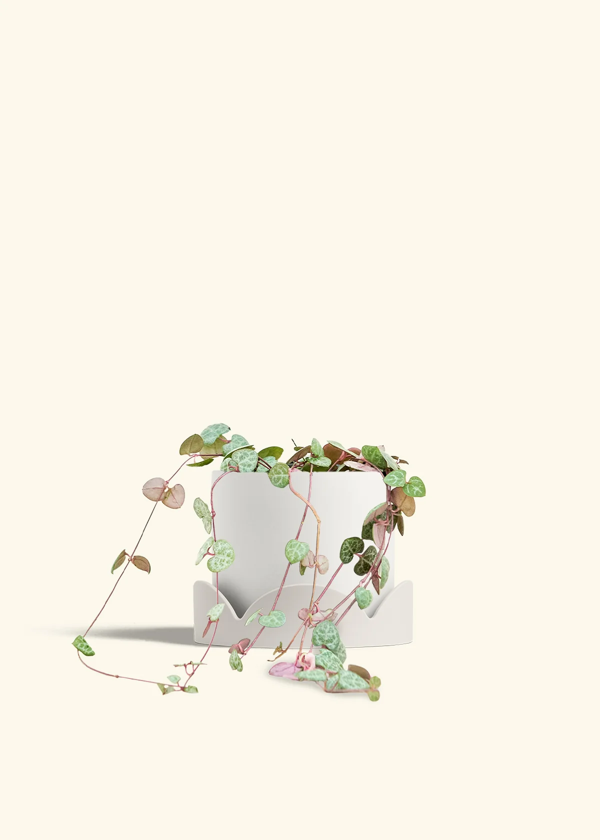 String of Hearts, Medium - Image 22