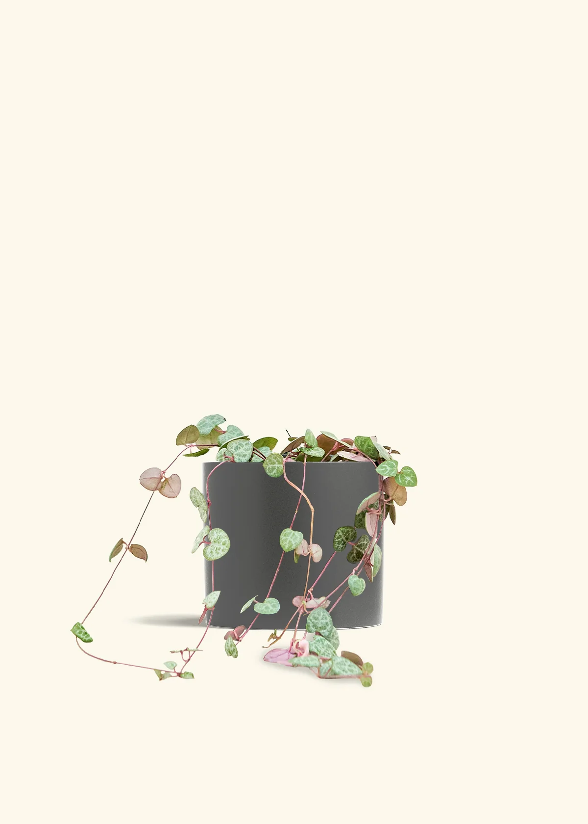 String of Hearts, Medium - Image 28