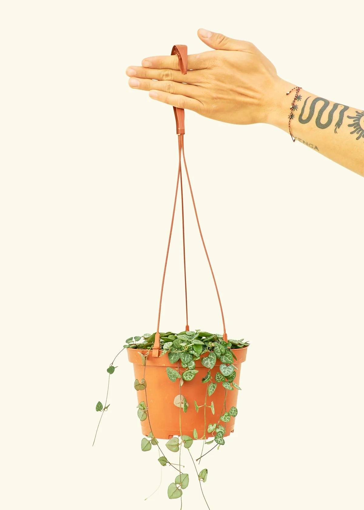 String of Hearts, Medium - Image 3