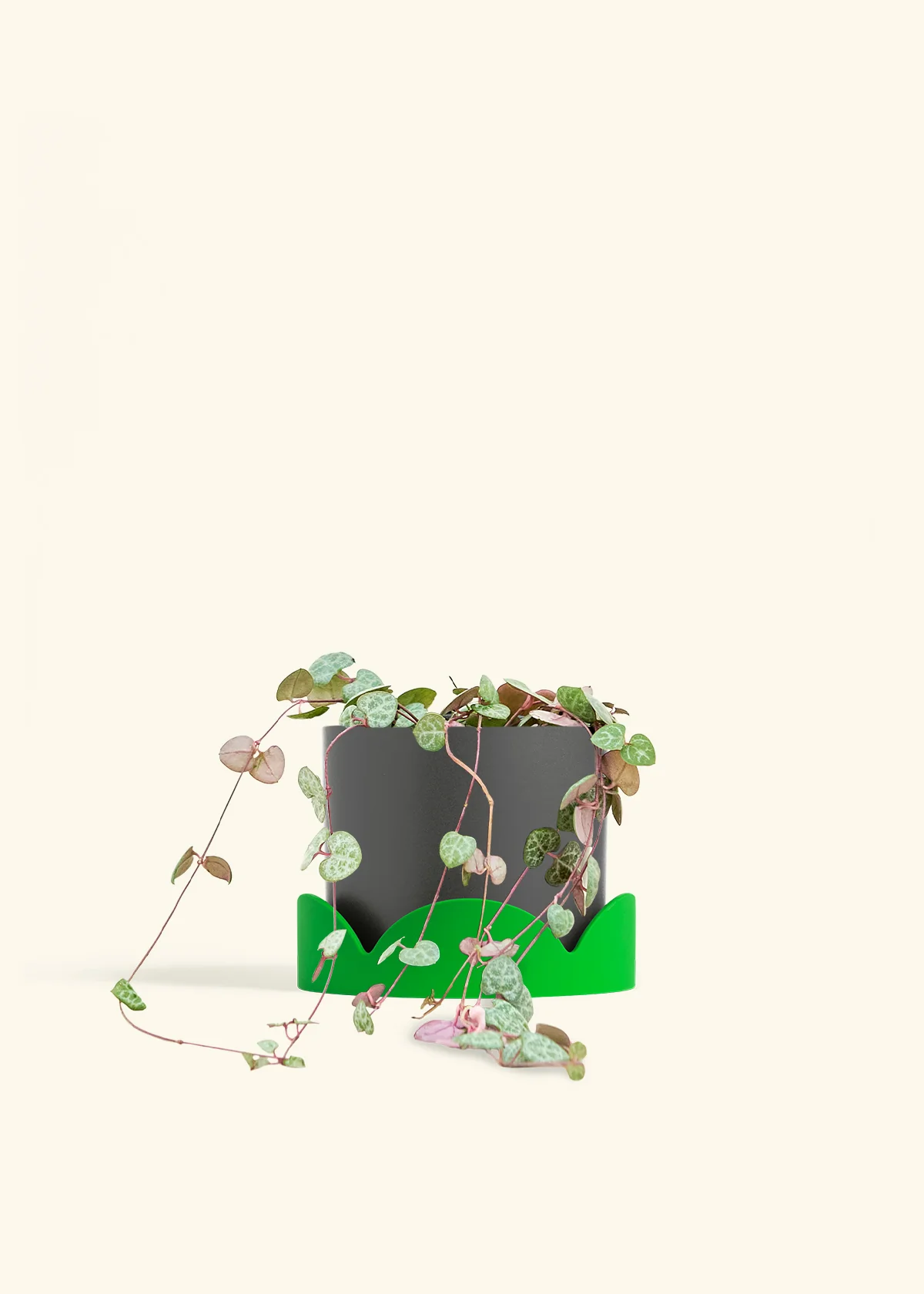 String of Hearts, Medium - Image 30