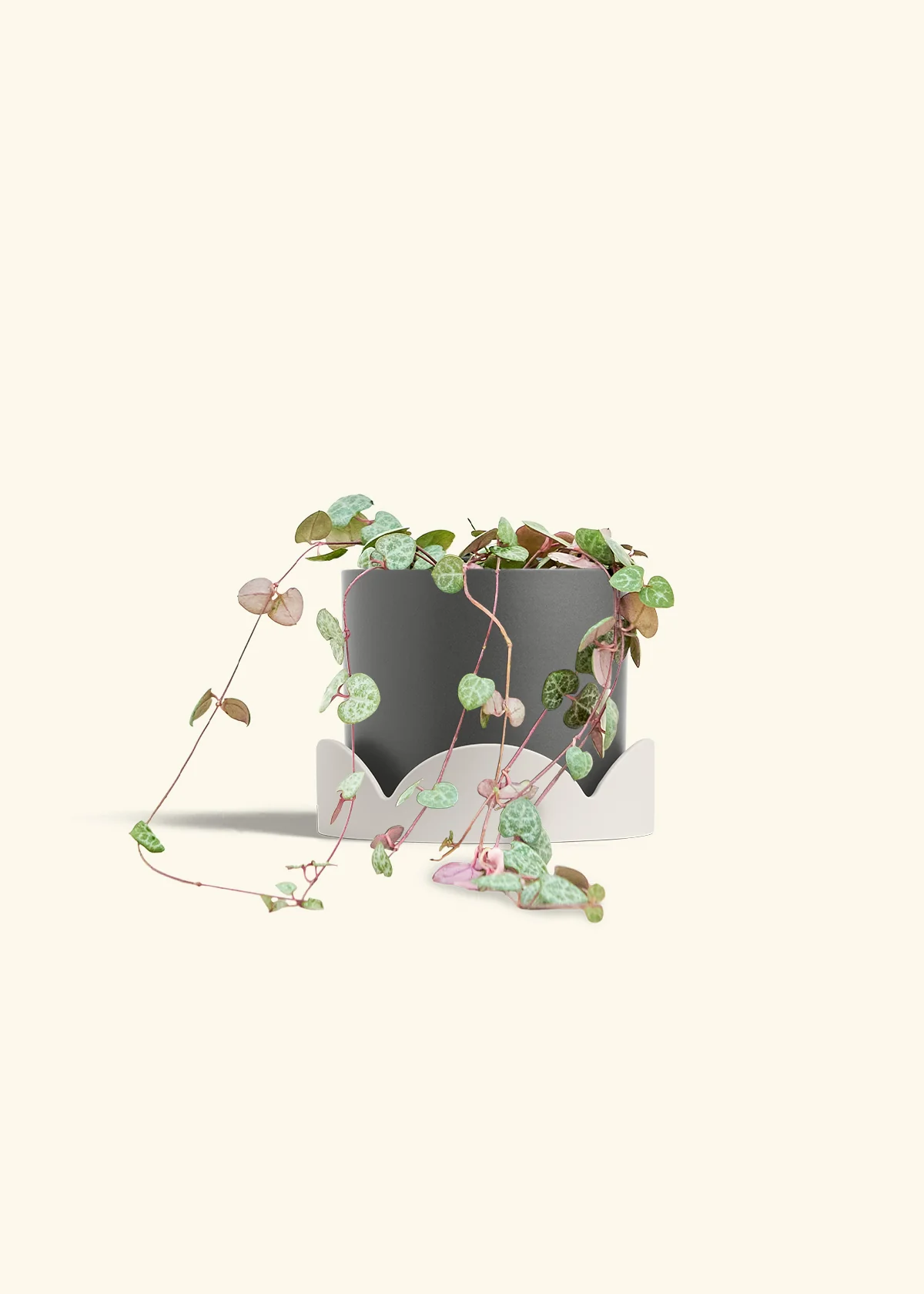 String of Hearts, Medium - Image 31