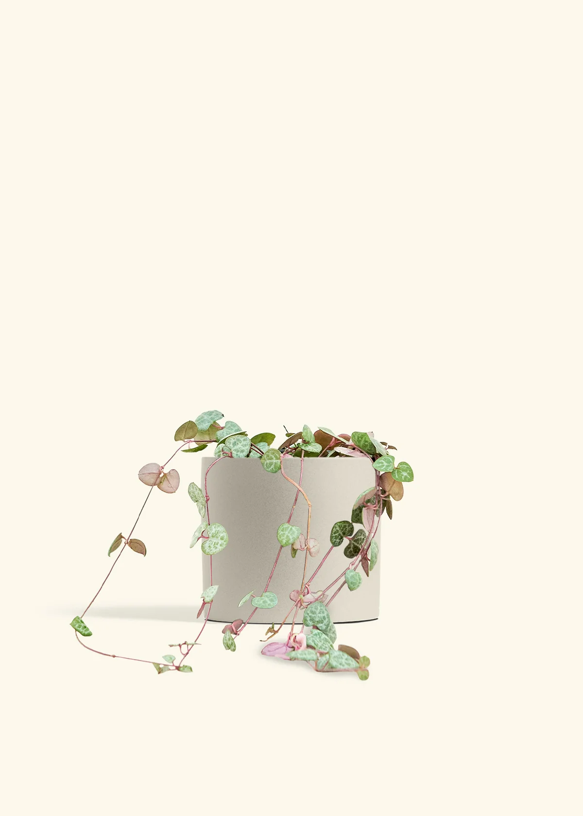 String of Hearts, Medium - Image 32