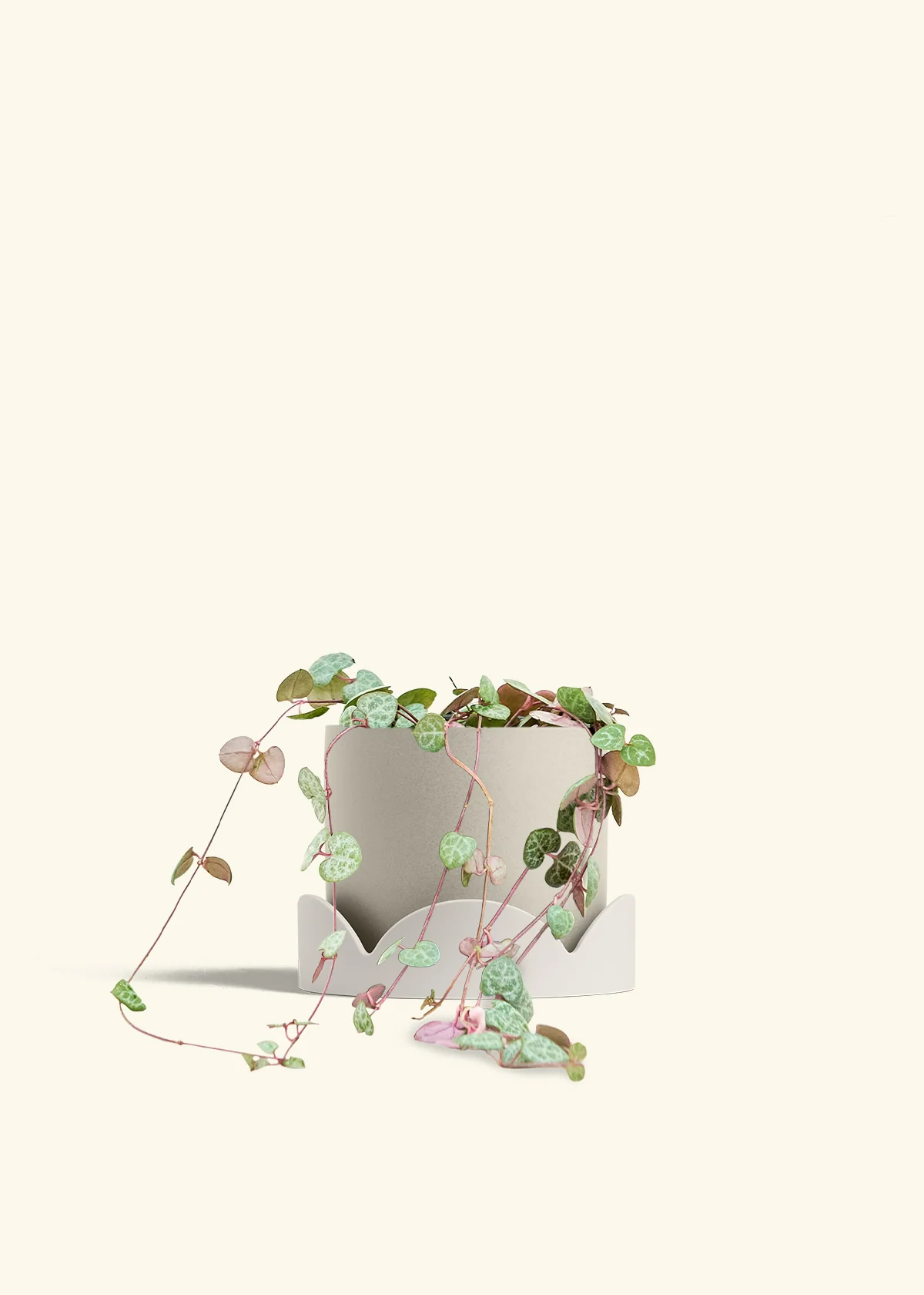 String of Hearts, Medium - Image 34