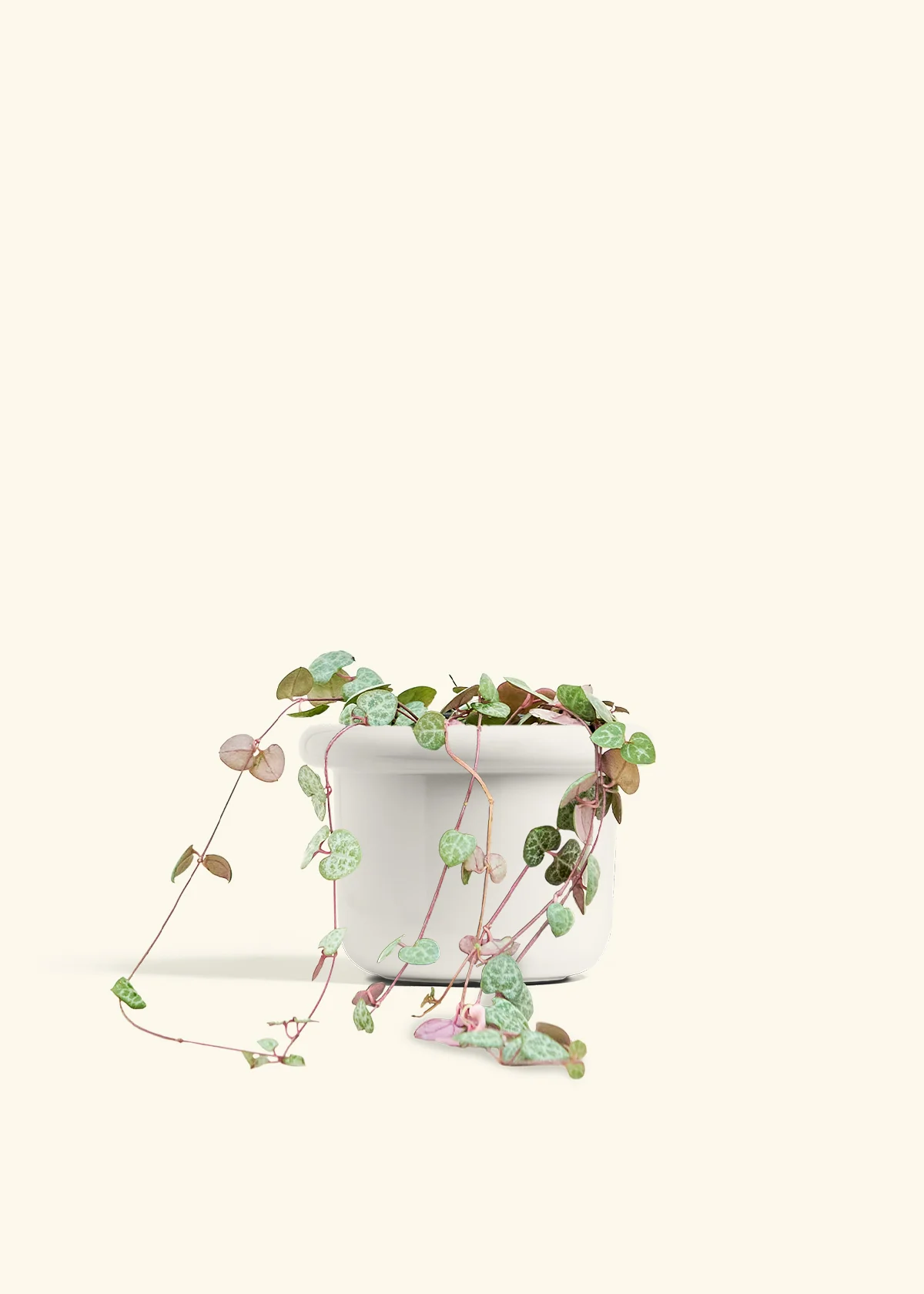 String of Hearts, Medium - Image 4