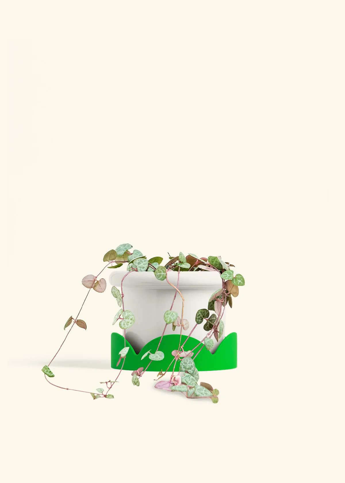 String of Hearts, Medium - Image 5