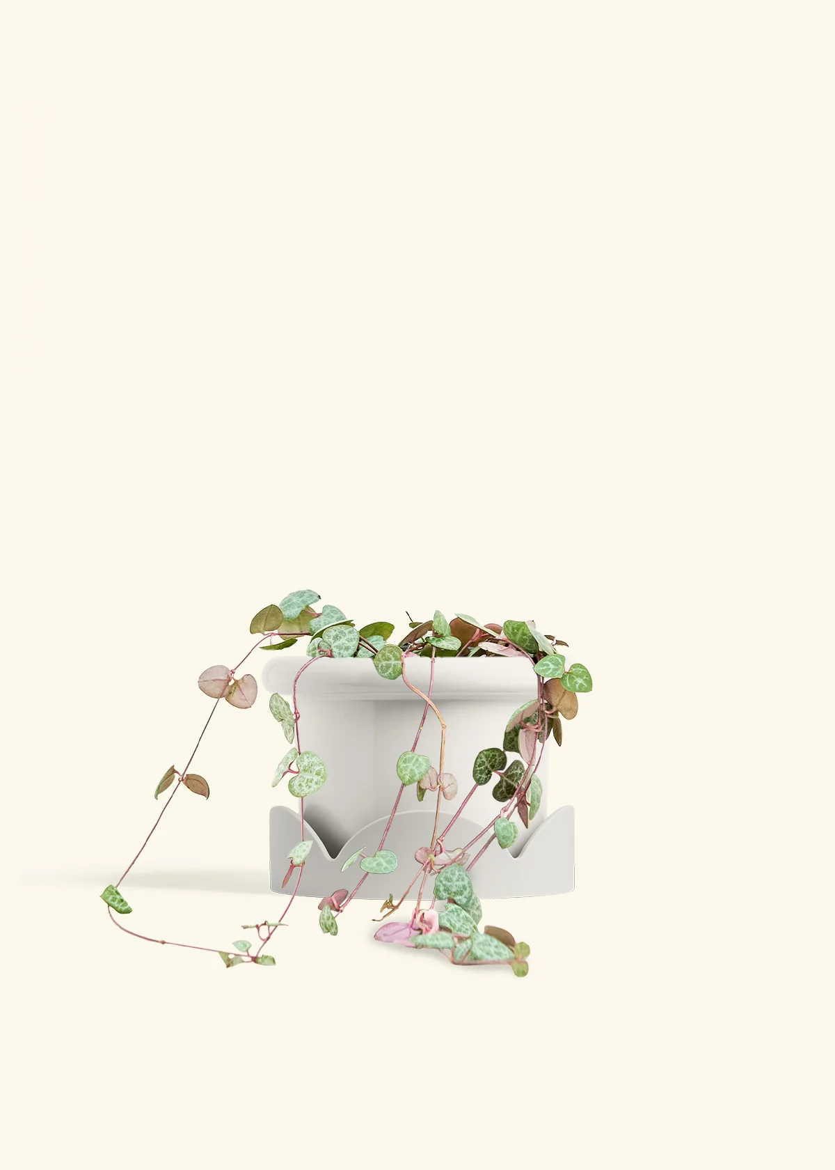 String of Hearts, Medium - Image 6