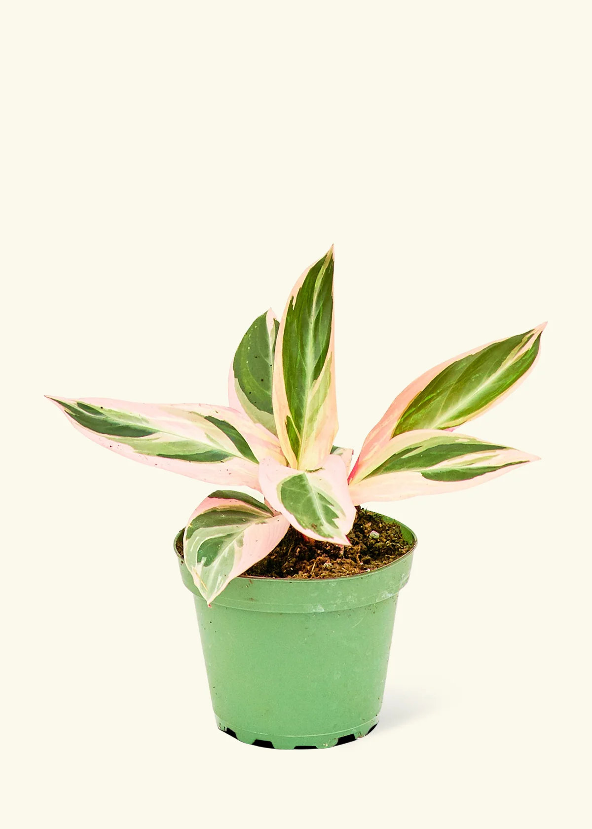 Stromanthe 'Triostar', Small