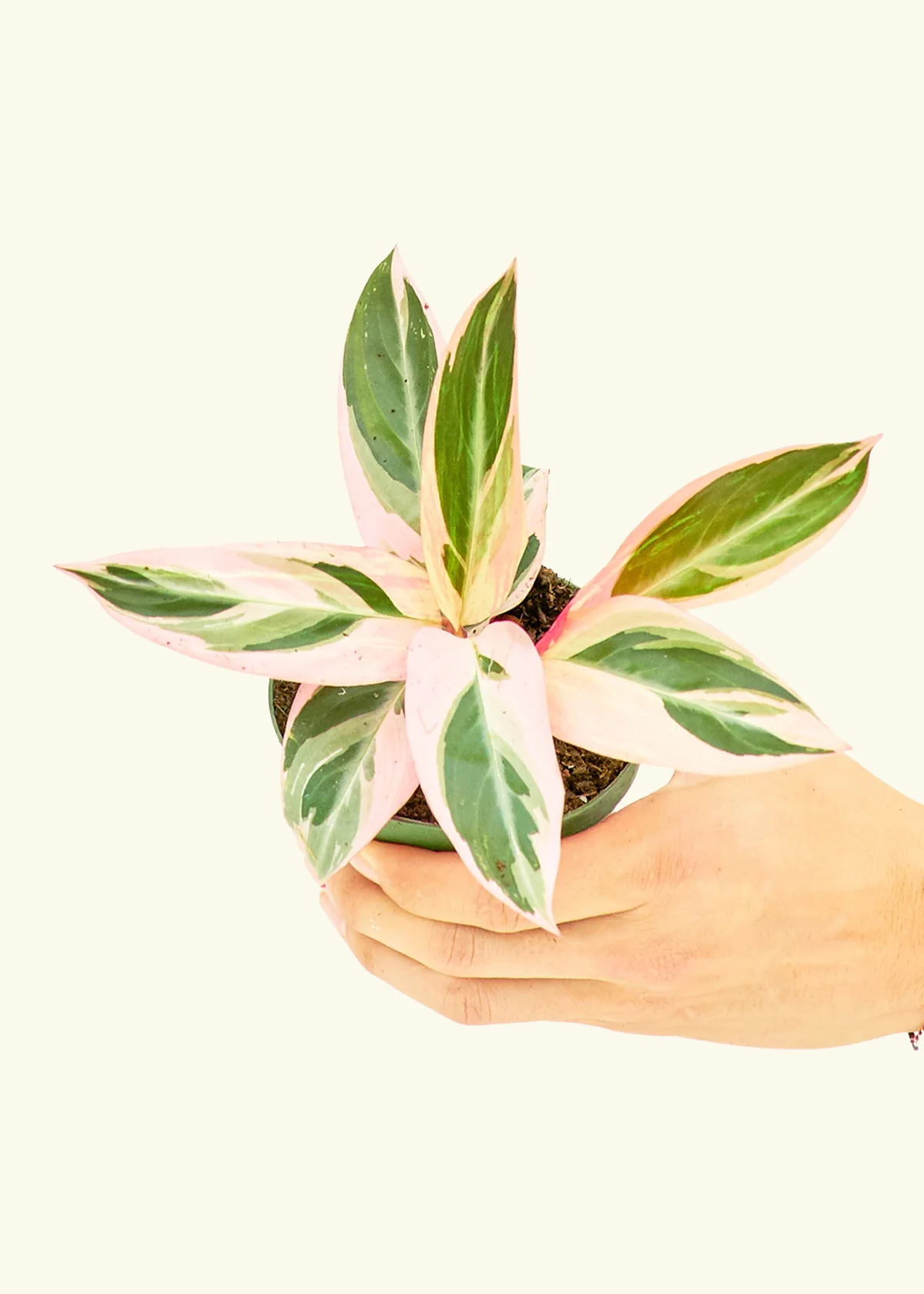 Stromanthe 'Triostar', Small - Image 3
