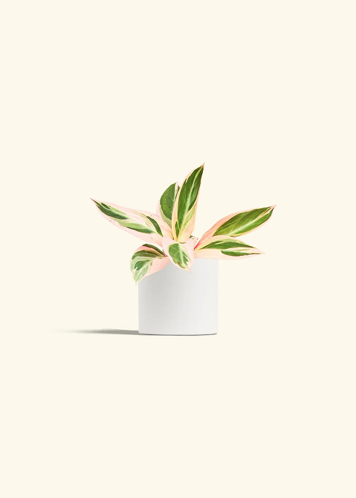 Stromanthe 'Triostar', Small - Image 4