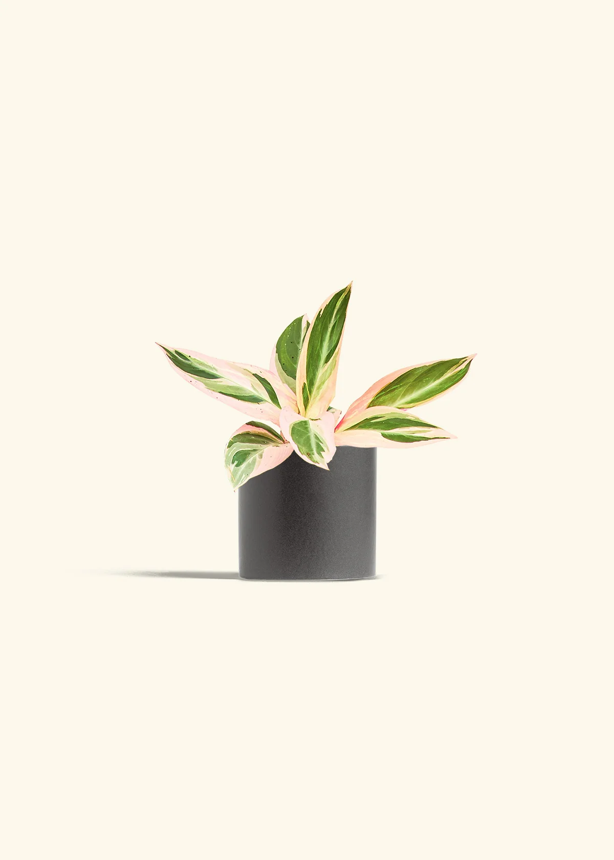 Stromanthe 'Triostar', Small - Image 6