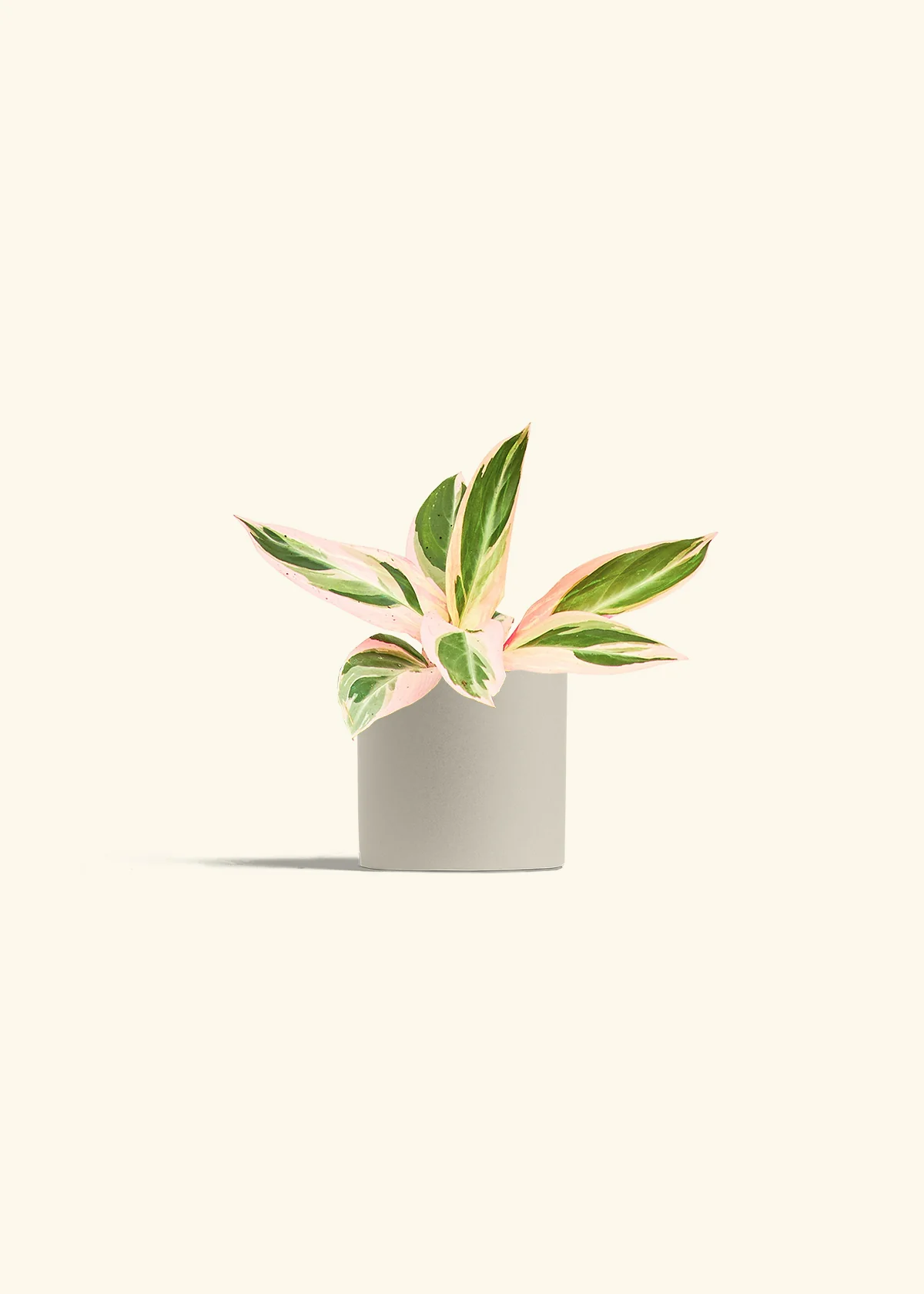 Stromanthe 'Triostar', Small - Image 7