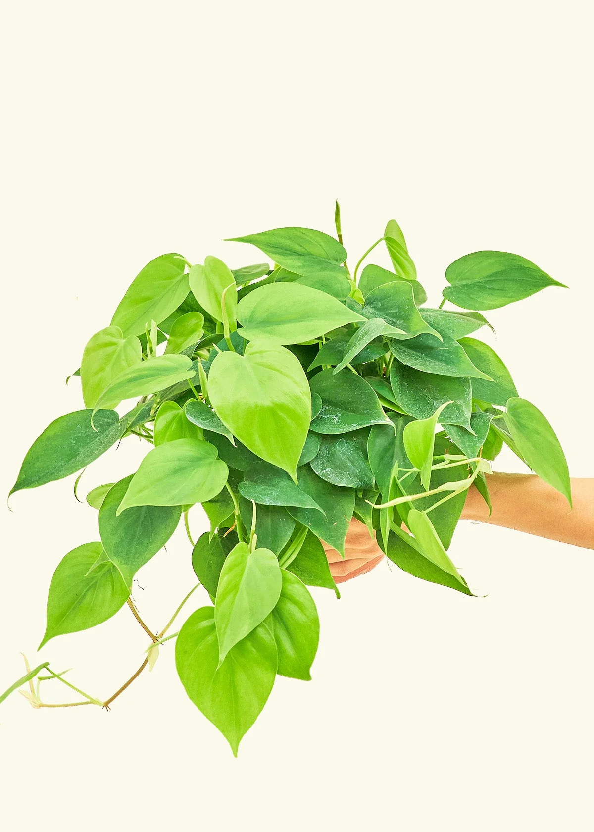 Sweetheart Philodendron, Medium - Image 3