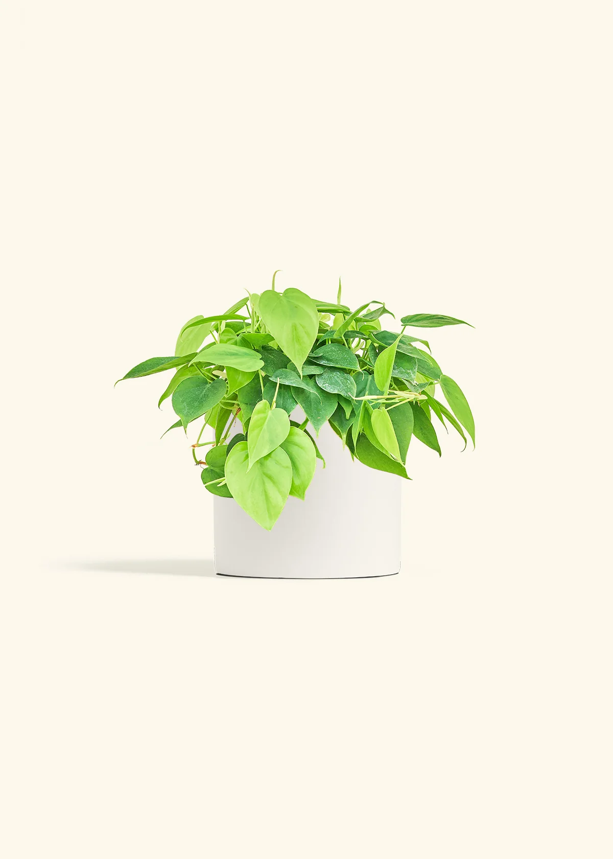 Sweetheart Philodendron, Medium - Image 4