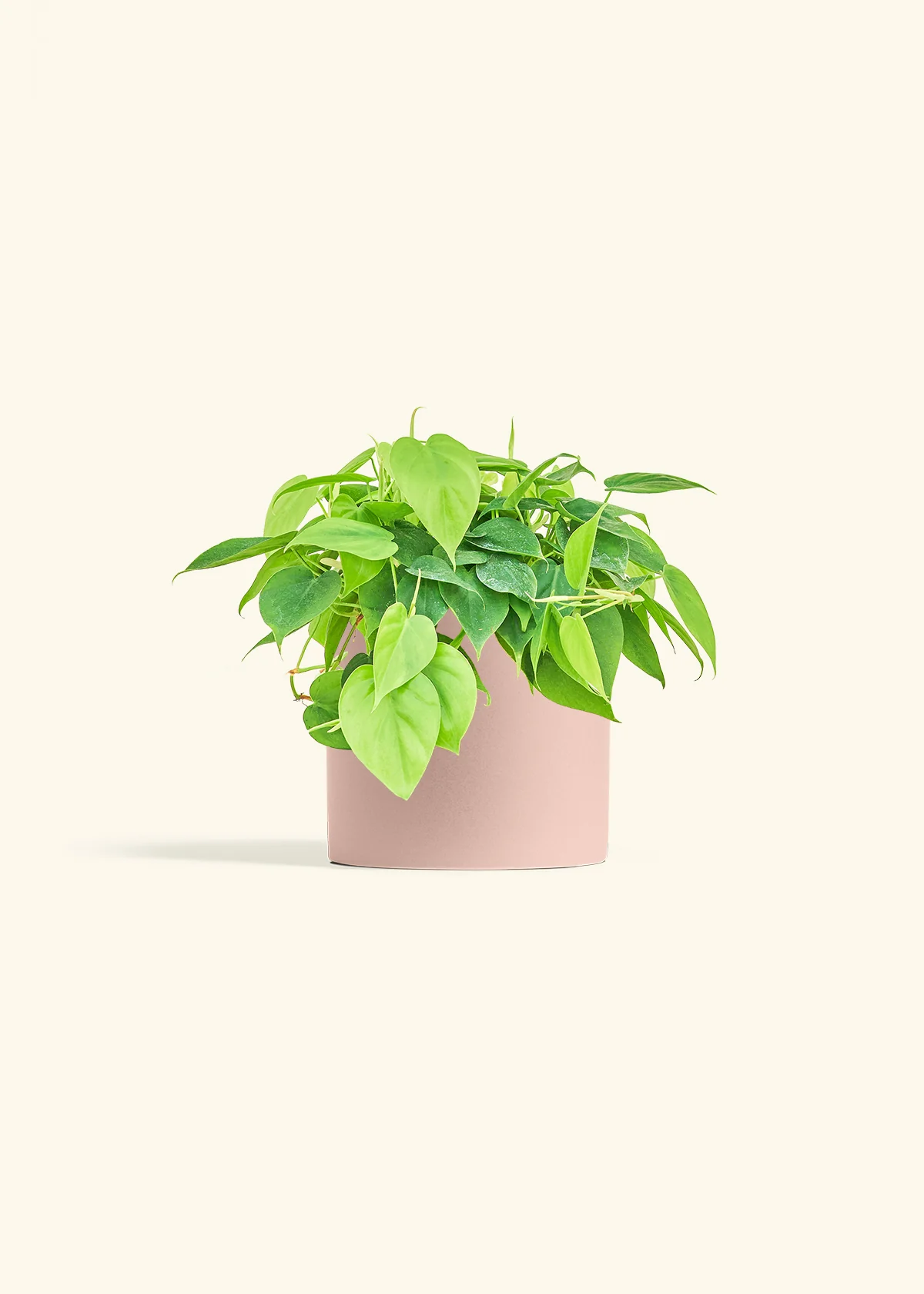 Sweetheart Philodendron, Medium - Image 5