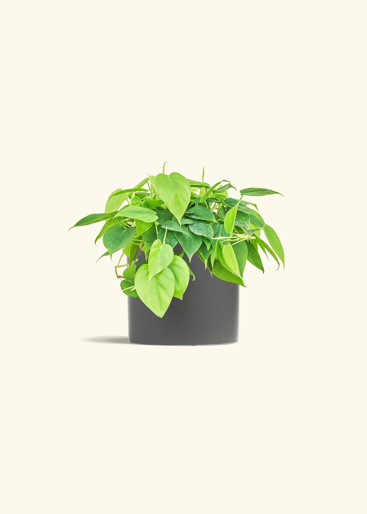 Sweetheart Philodendron, Medium - Image 6