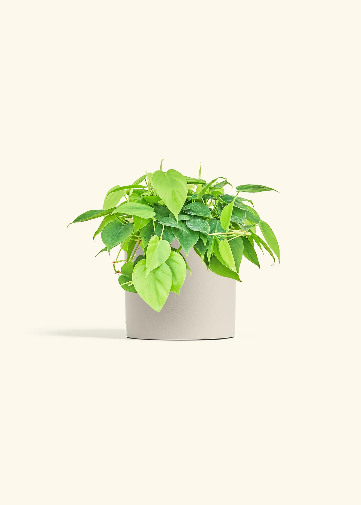 Sweetheart Philodendron, Medium - Image 7