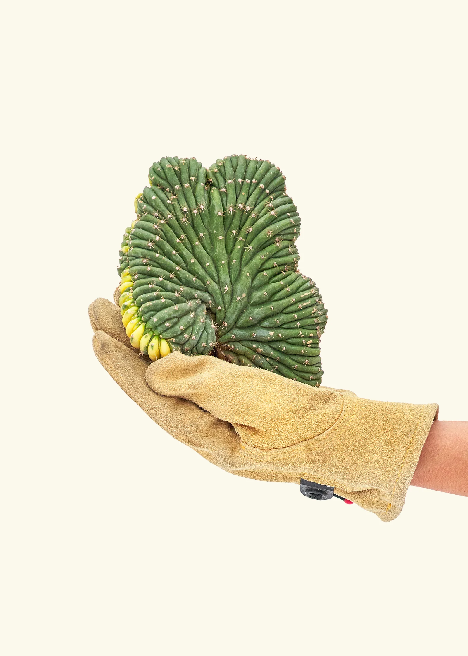 Variegated Crested Trichocereus