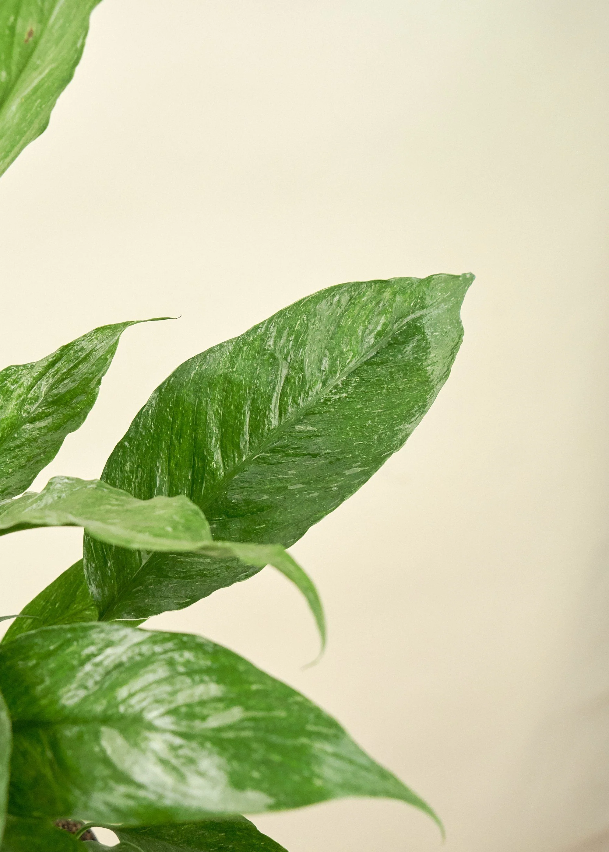 Variegated Peace Lily, Medium - Image 4