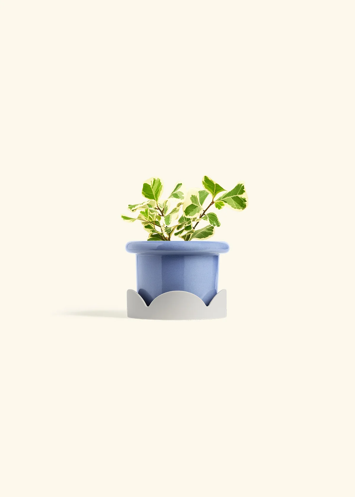 Variegated Triangle Ficus, Small - Image 10