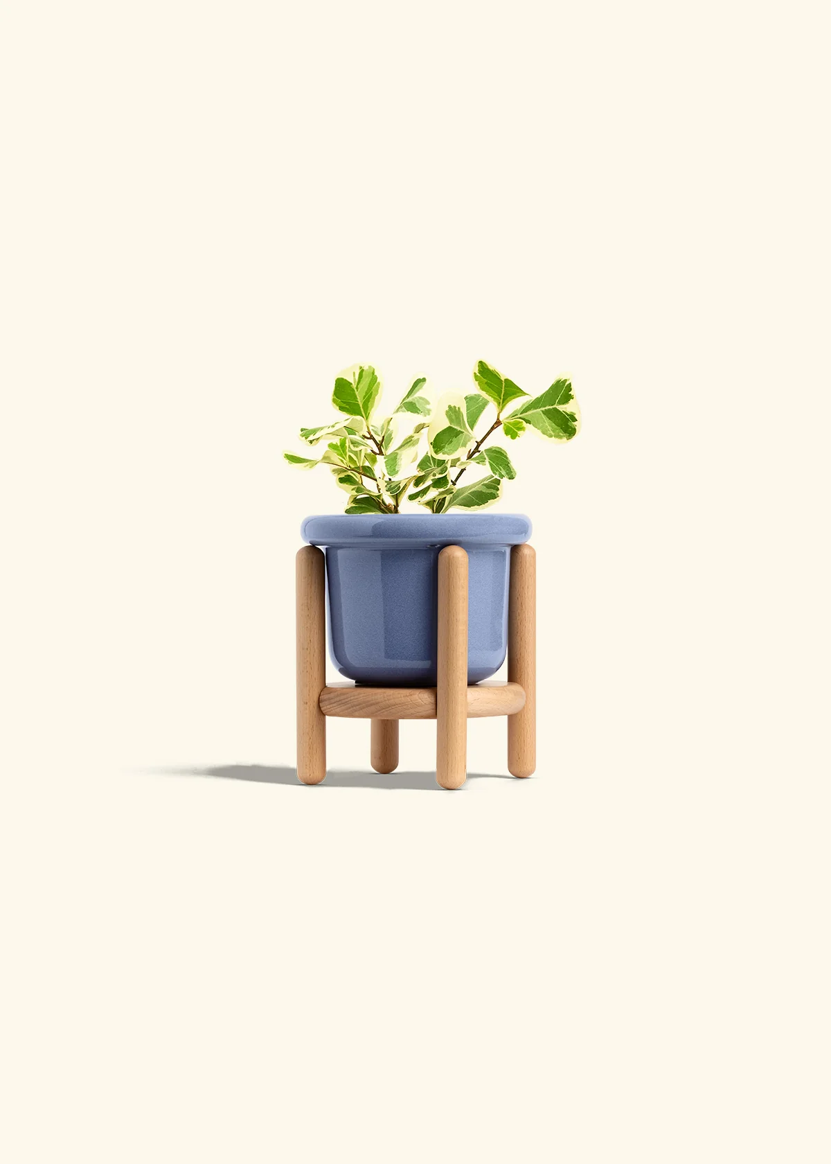 Variegated Triangle Ficus, Small - Image 11