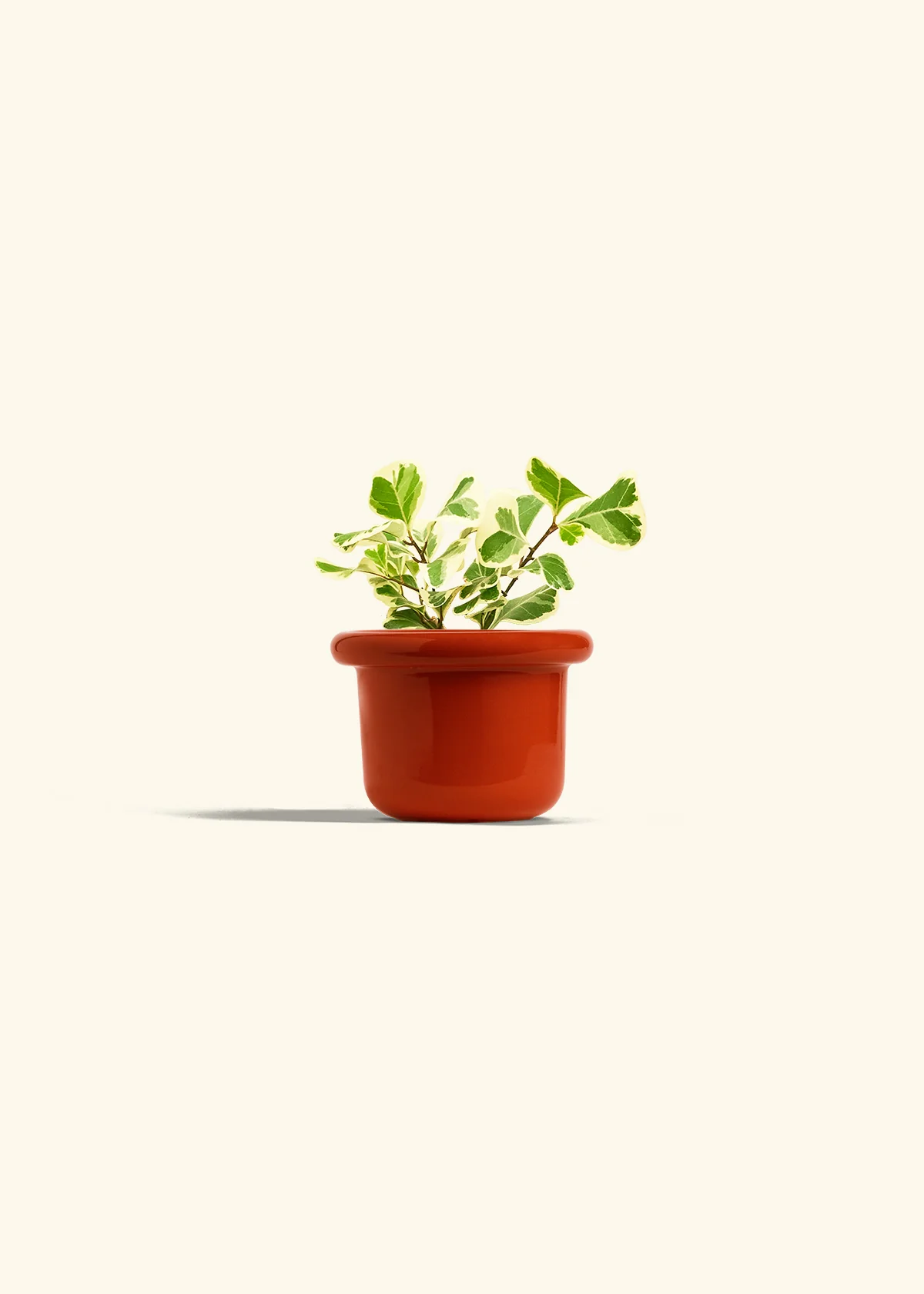 Variegated Triangle Ficus, Small - Image 12