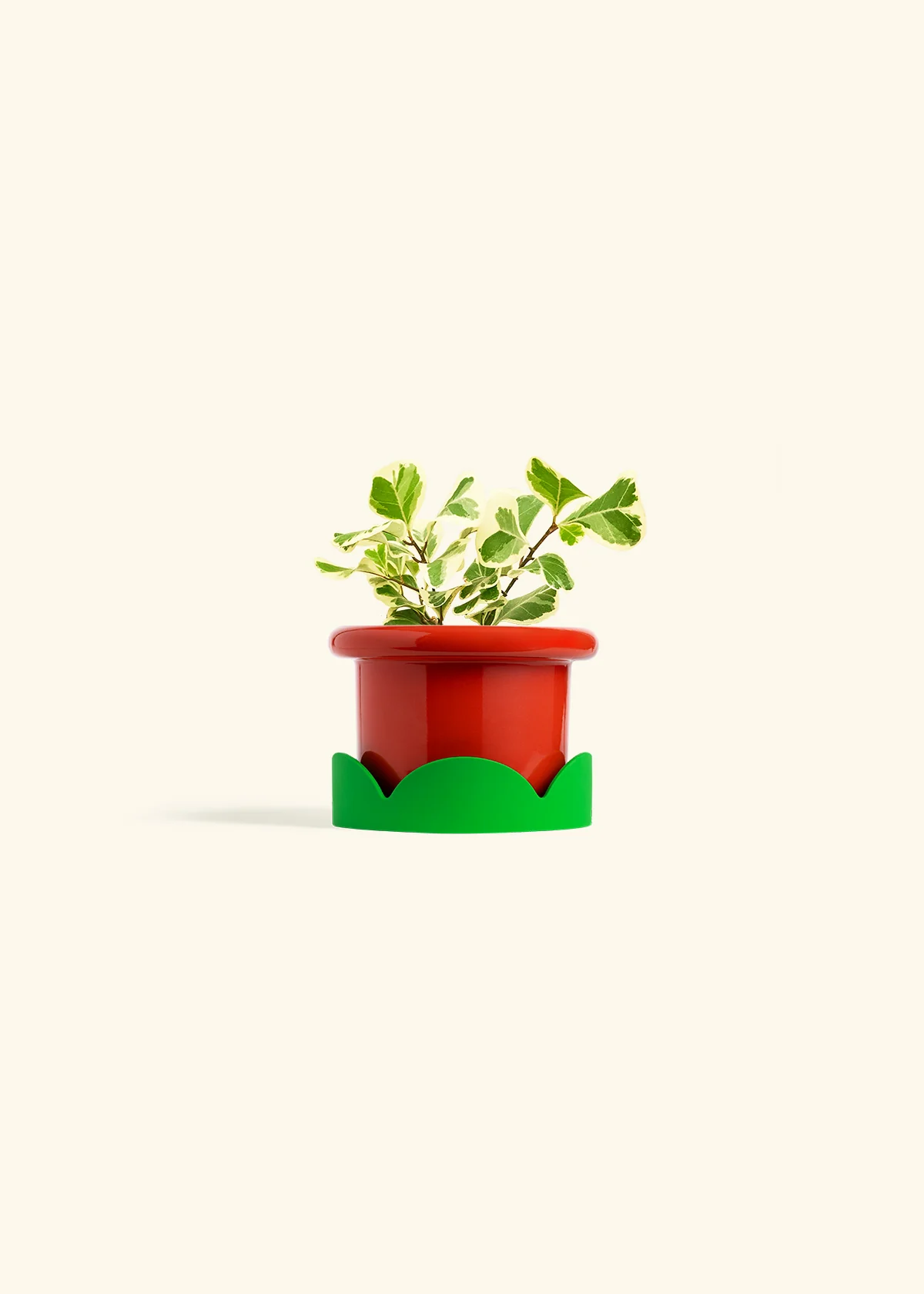 Variegated Triangle Ficus, Small - Image 13