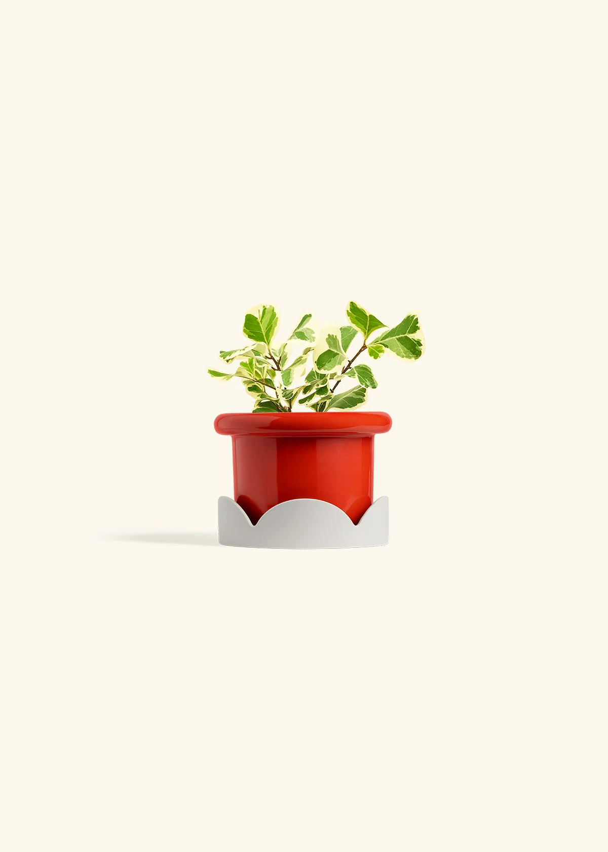 Variegated Triangle Ficus, Small - Image 14