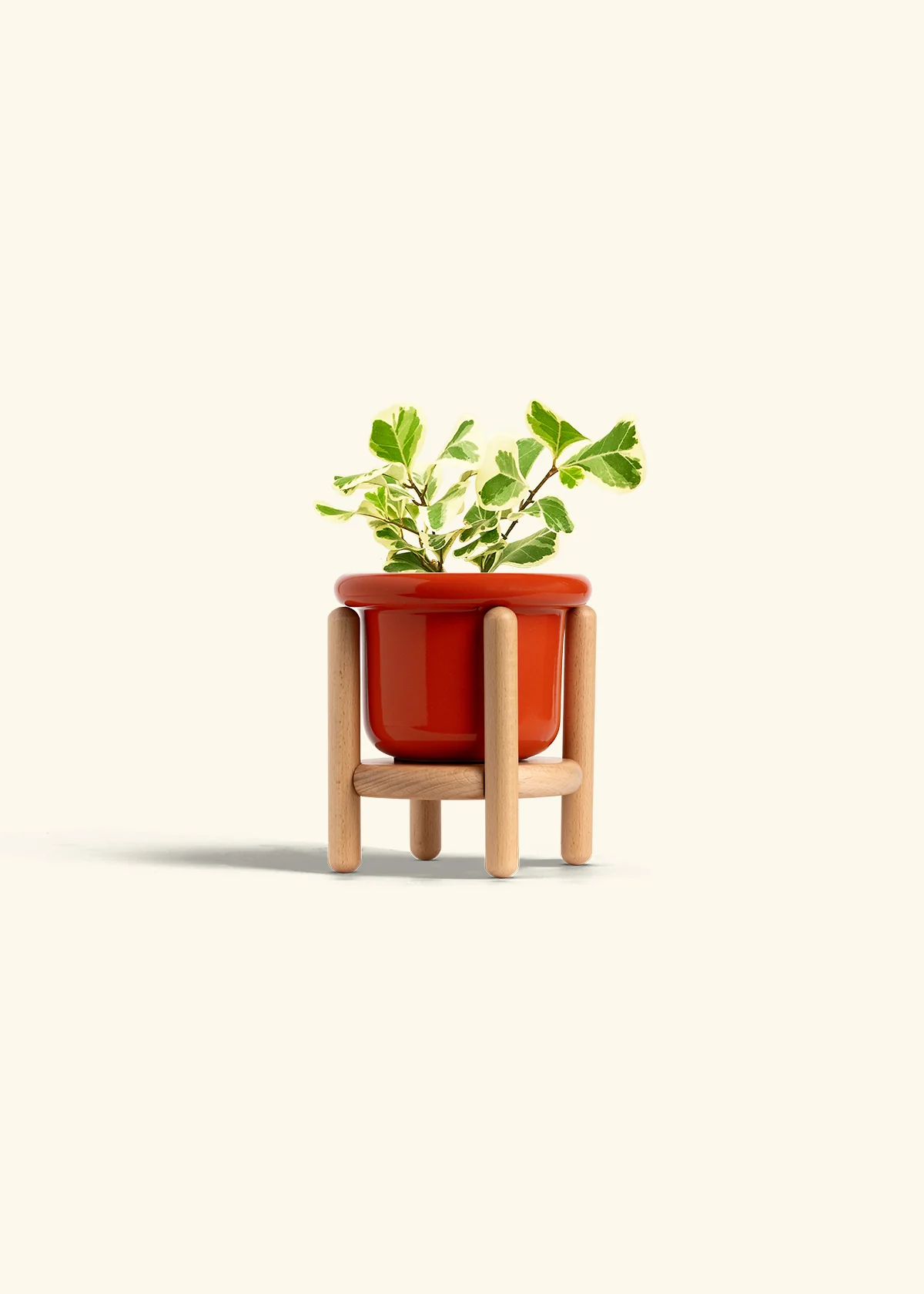 Variegated Triangle Ficus, Small - Image 15