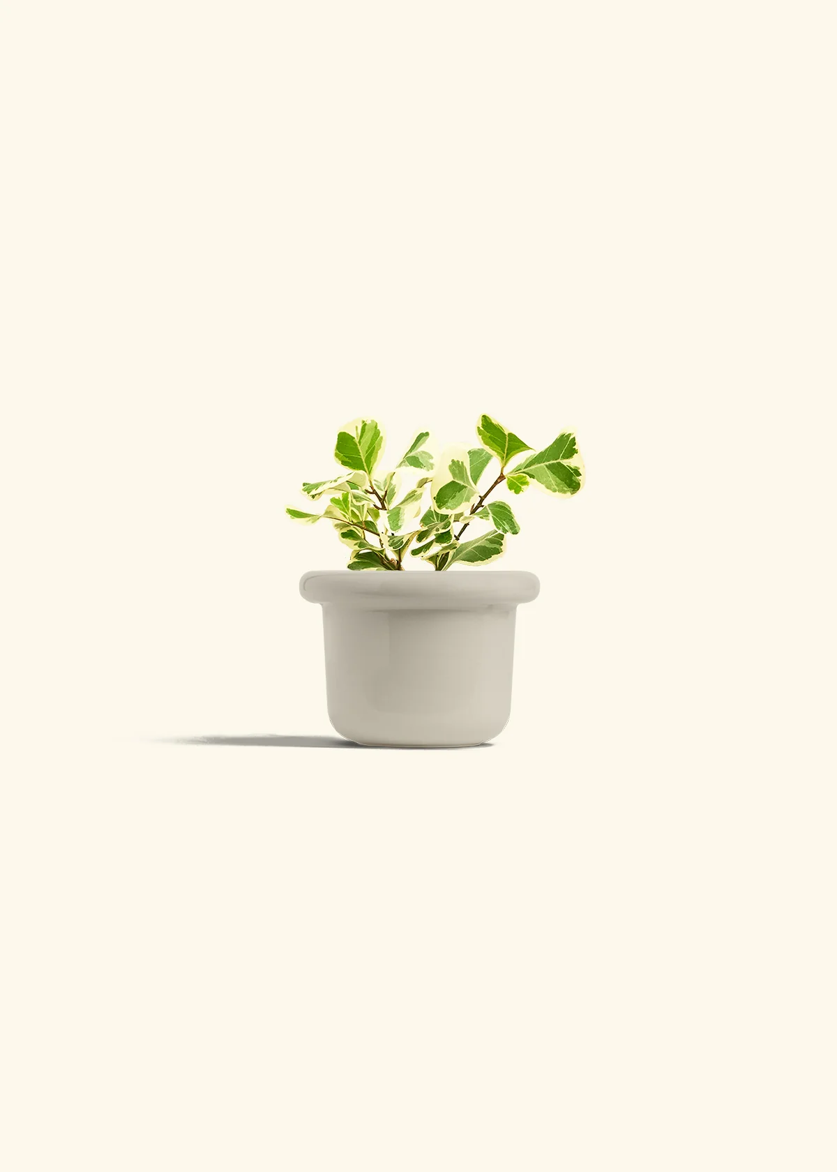 Variegated Triangle Ficus, Small - Image 16