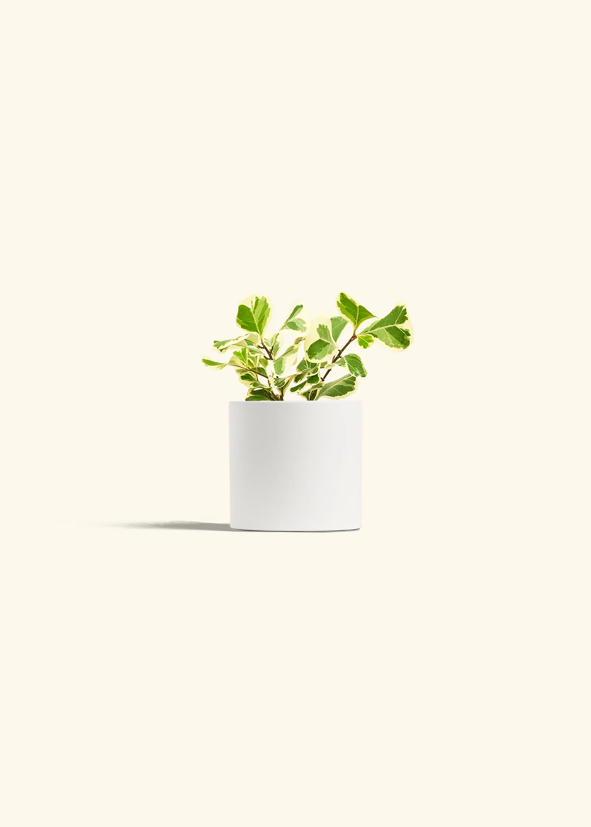 Variegated Triangle Ficus, Small - Image 20