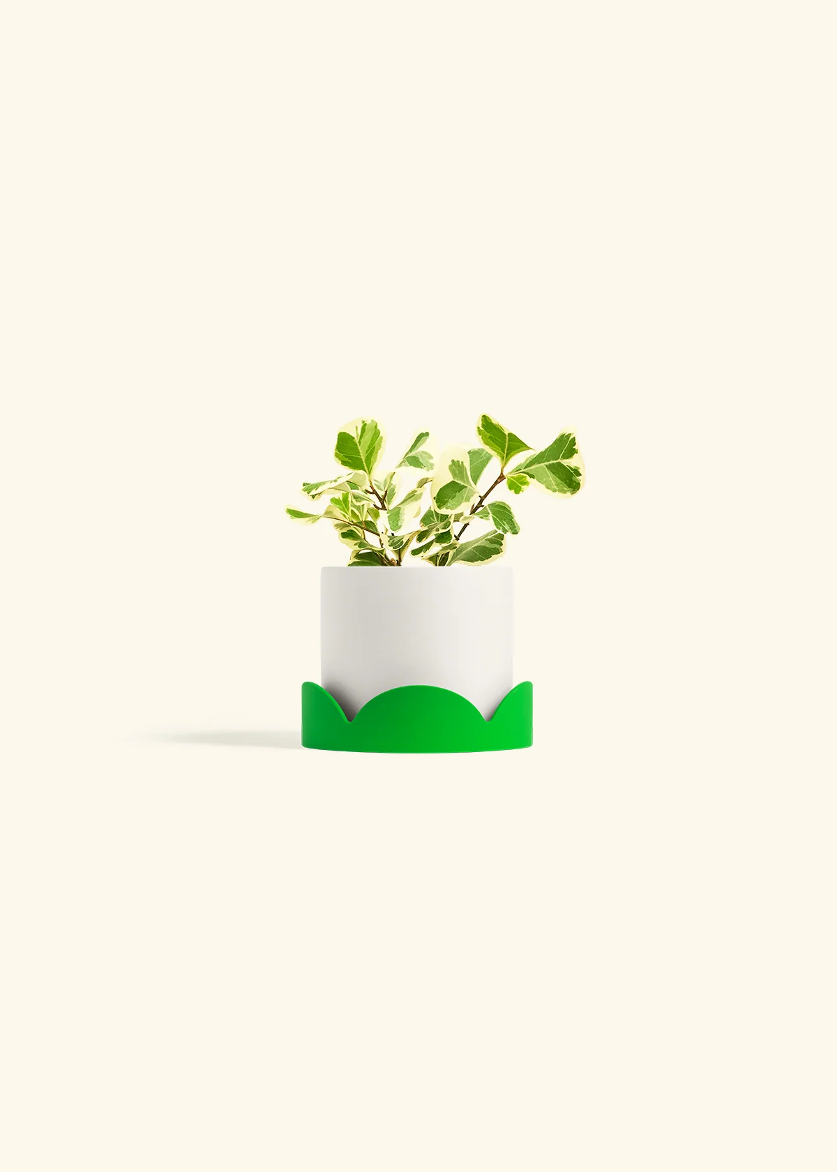 Variegated Triangle Ficus, Small - Image 21