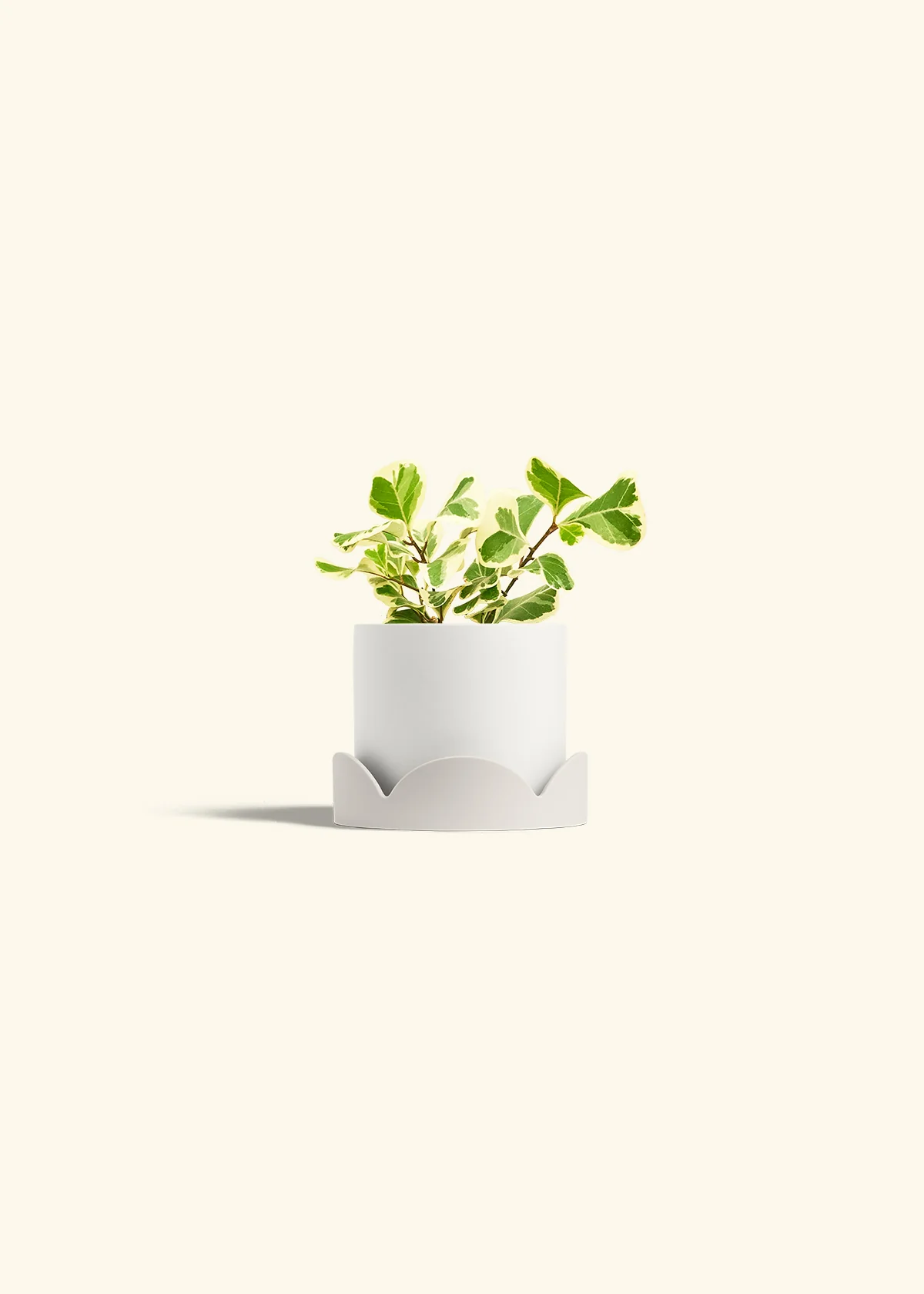 Variegated Triangle Ficus, Small - Image 22