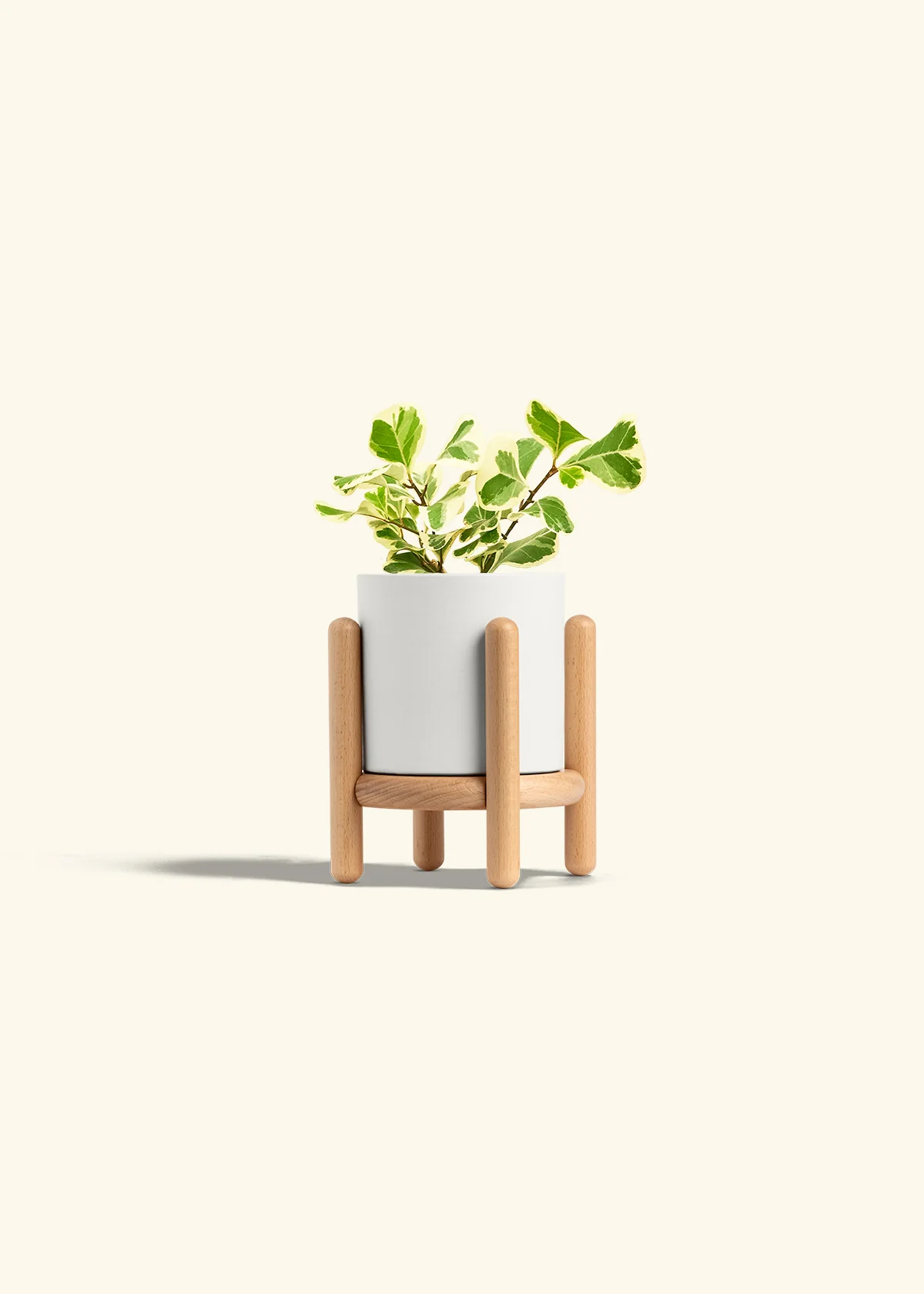 Variegated Triangle Ficus, Small - Image 23