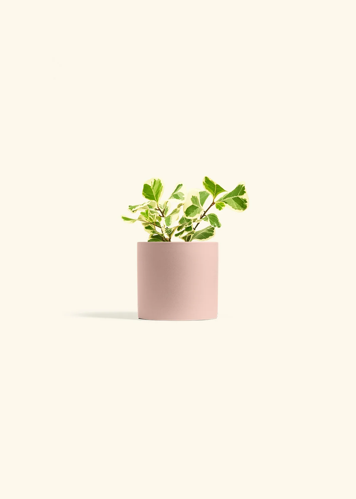 Variegated Triangle Ficus, Small - Image 24